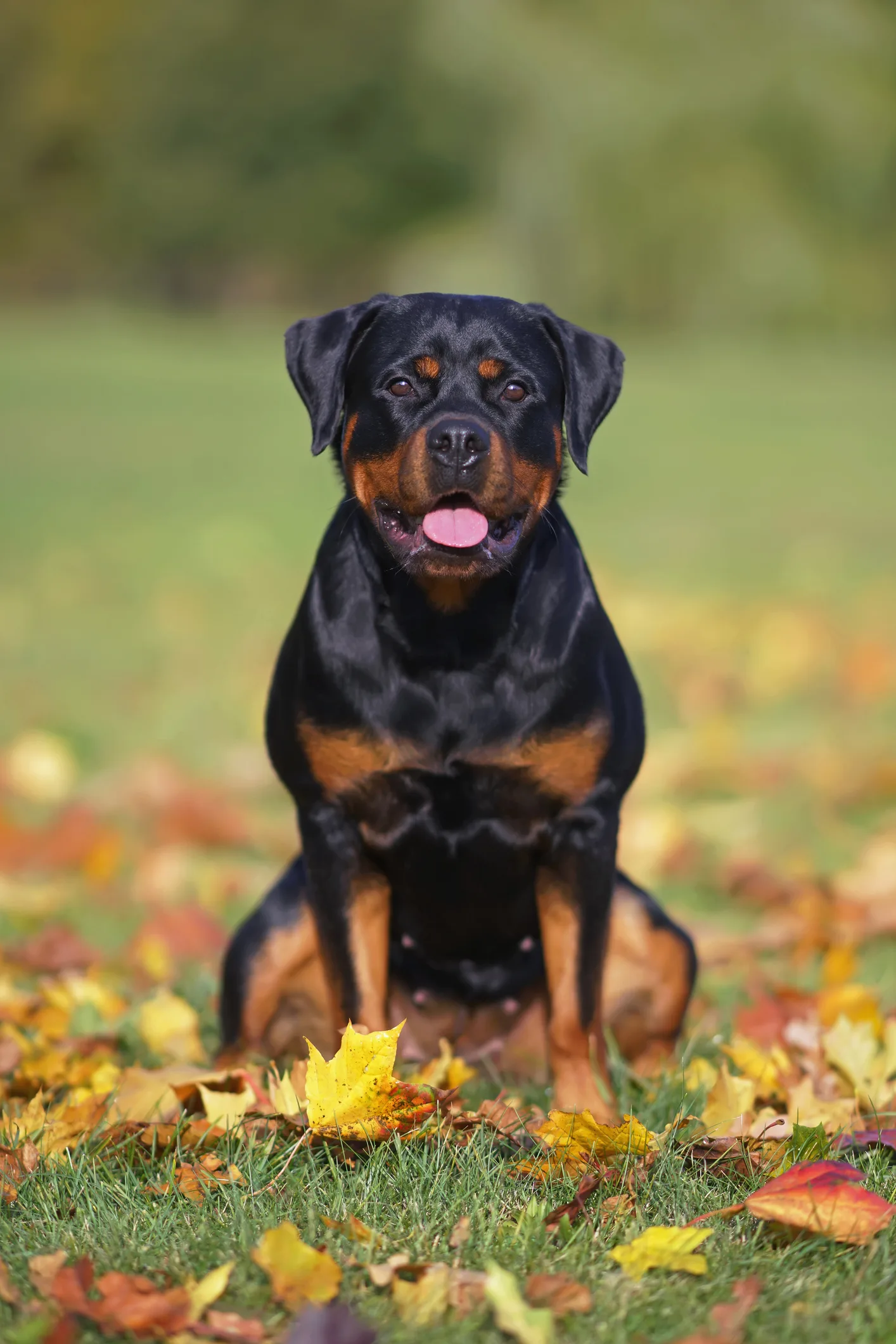 Perritos: las 5 razas que protegen mejor tu casa y tu familia