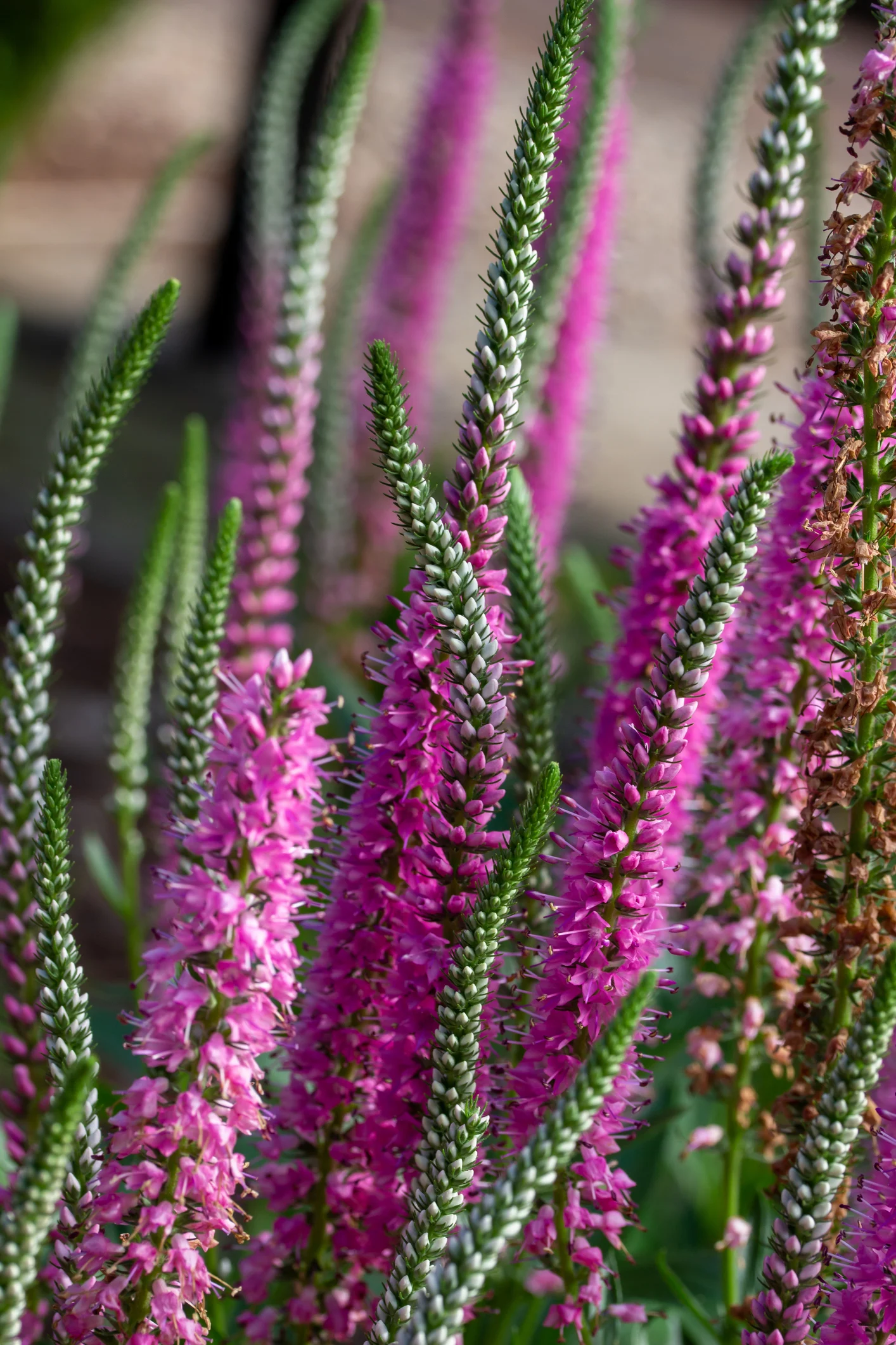 Descubre lo que los antioxidantes pueden hacer por tu piel. ¿Cuáles son y cómo usarlos en verano?