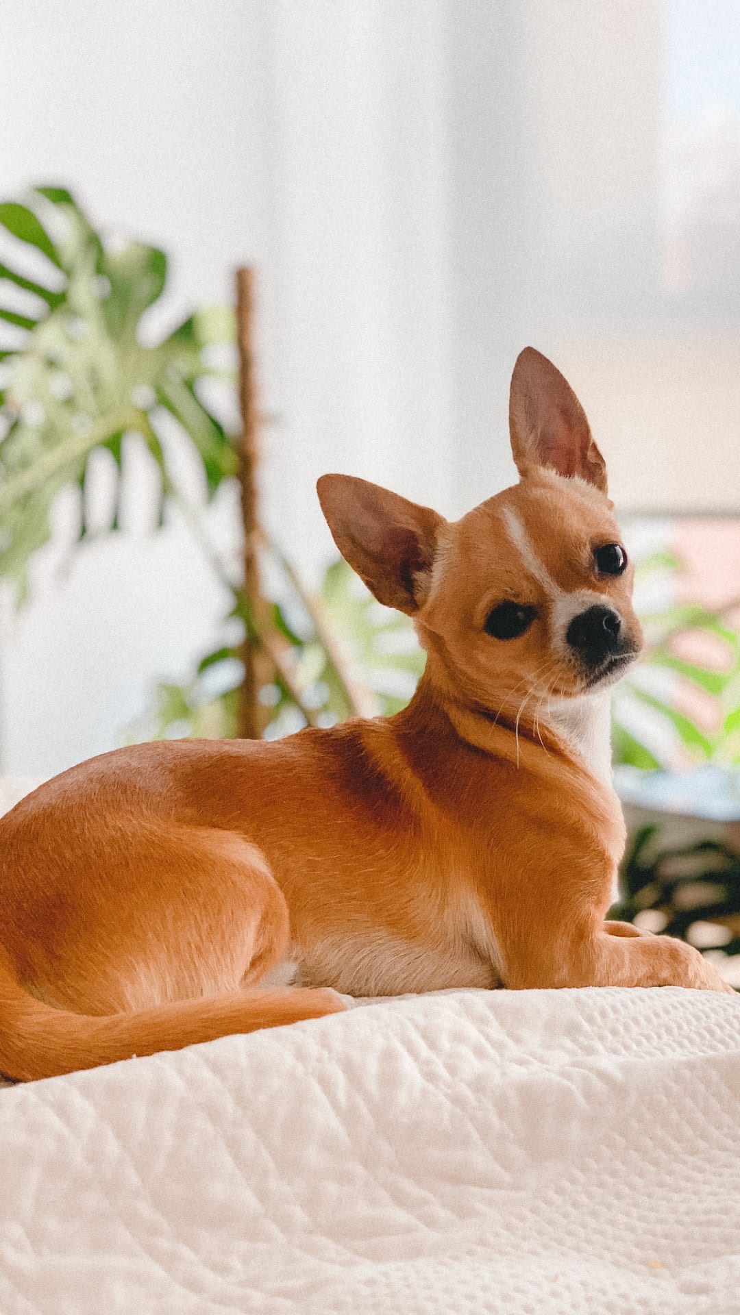 3 perros chiquitos de raza para tener en departamento como mascota