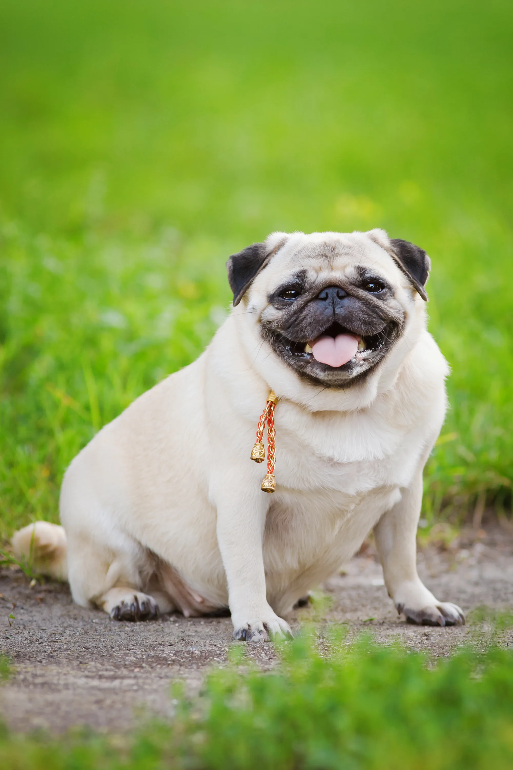 Ce conseiller en nutrition aide les chats et chiens à perdre leurs kilos en trop