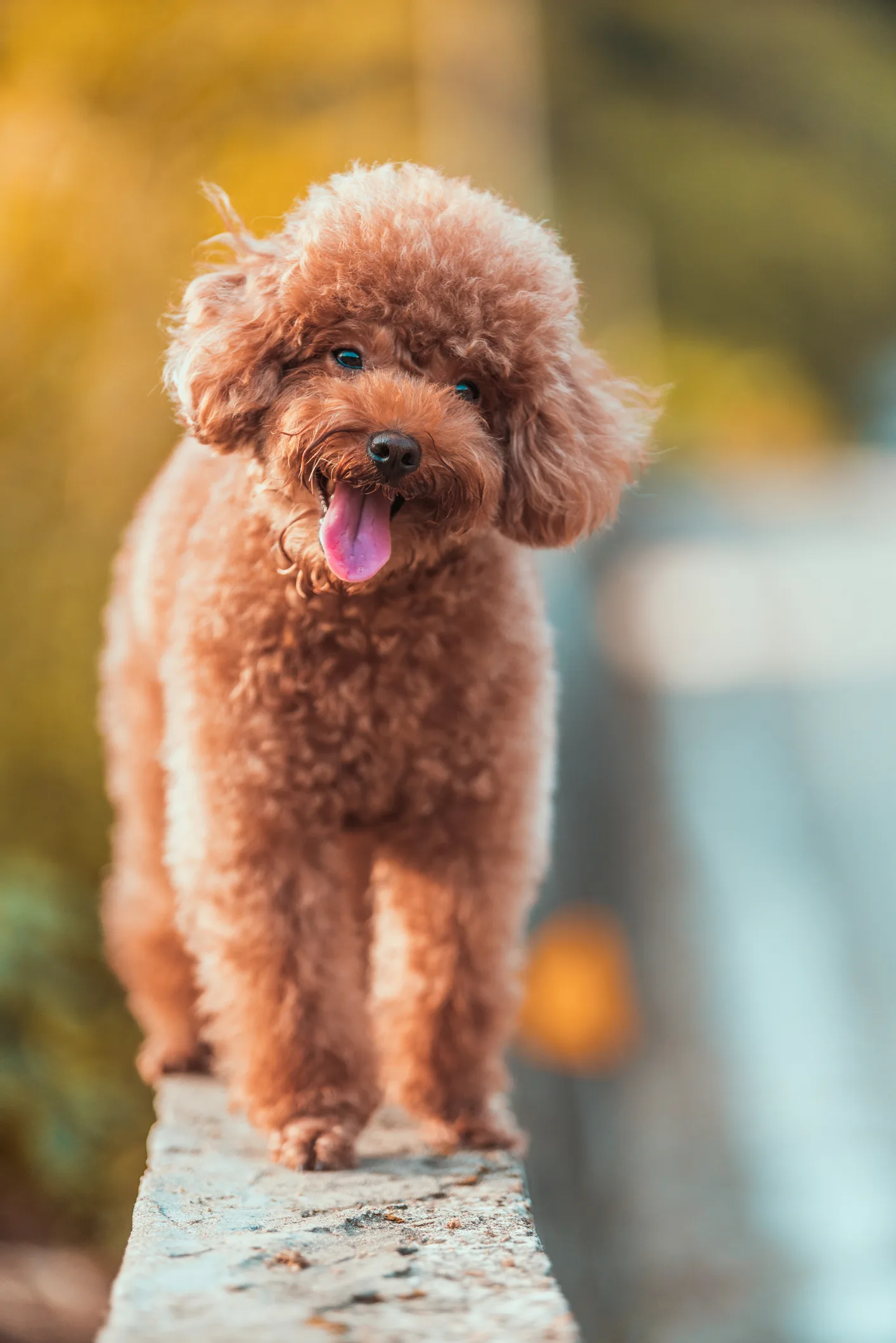土屋太鳳、家族が集まれるのは愛犬のおかげ　土屋家をつなぐトイプードル