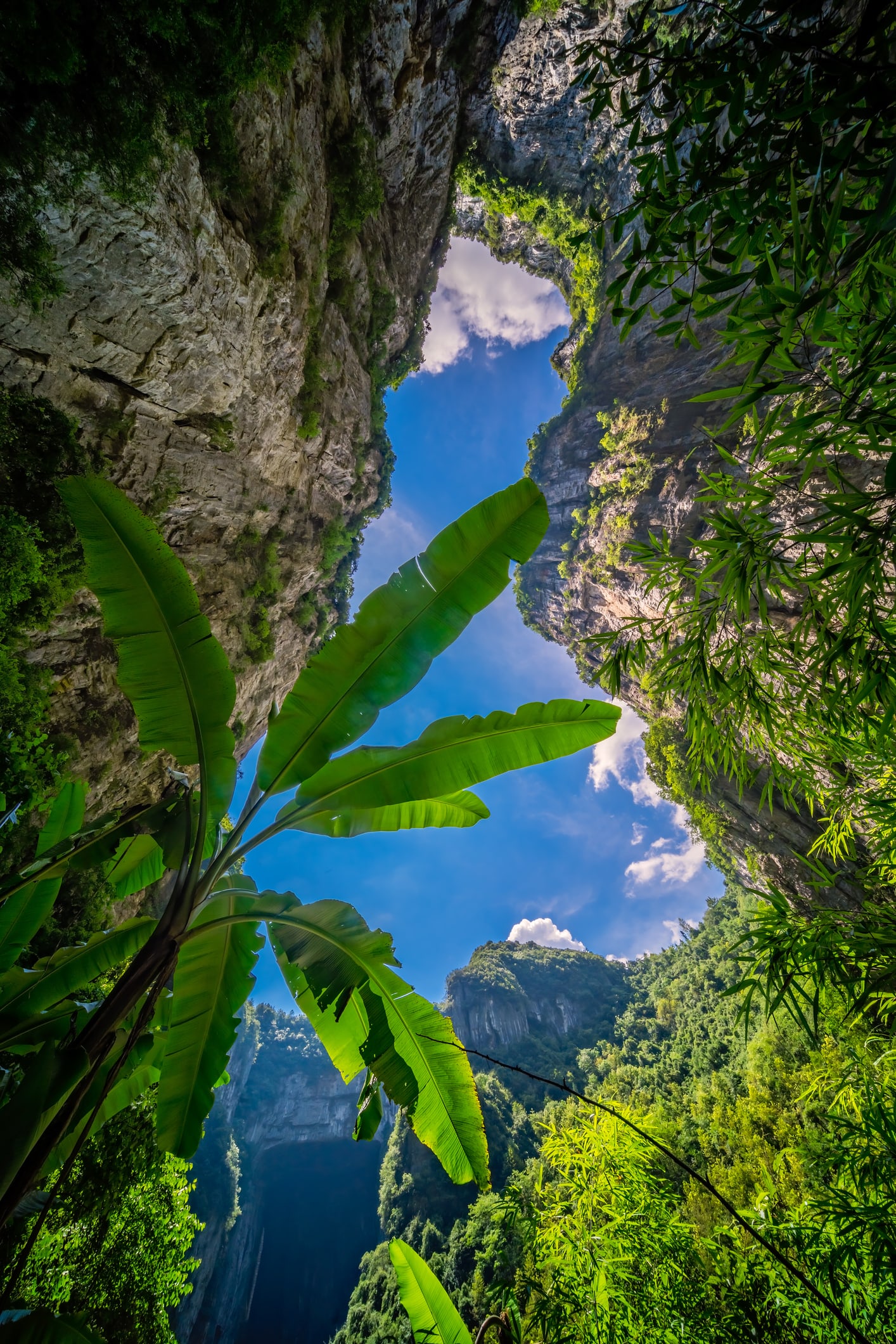 Scoperta in Cina un’antica foresta nascosta: è dentro una voragine profonda 192 metri e potrebbe ospitare un tesoro di biodiversità