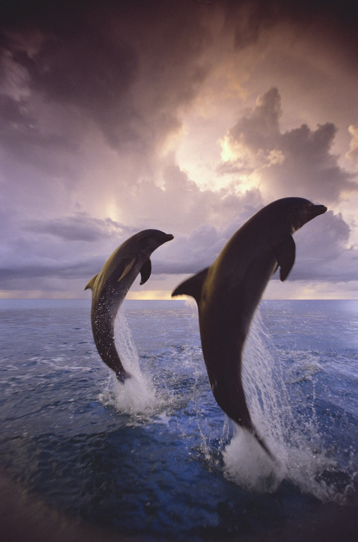 Dolphins so cultured they even enjoy listening to Beethoven and Bach