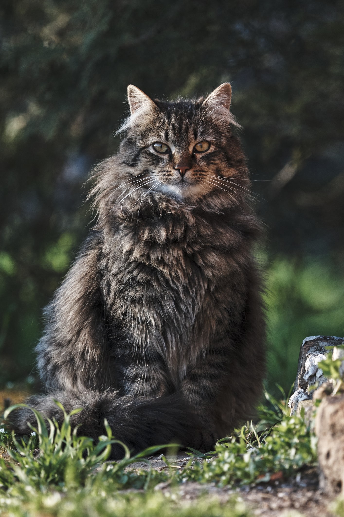 The 10 Most Expensive Cat Breeds in the World