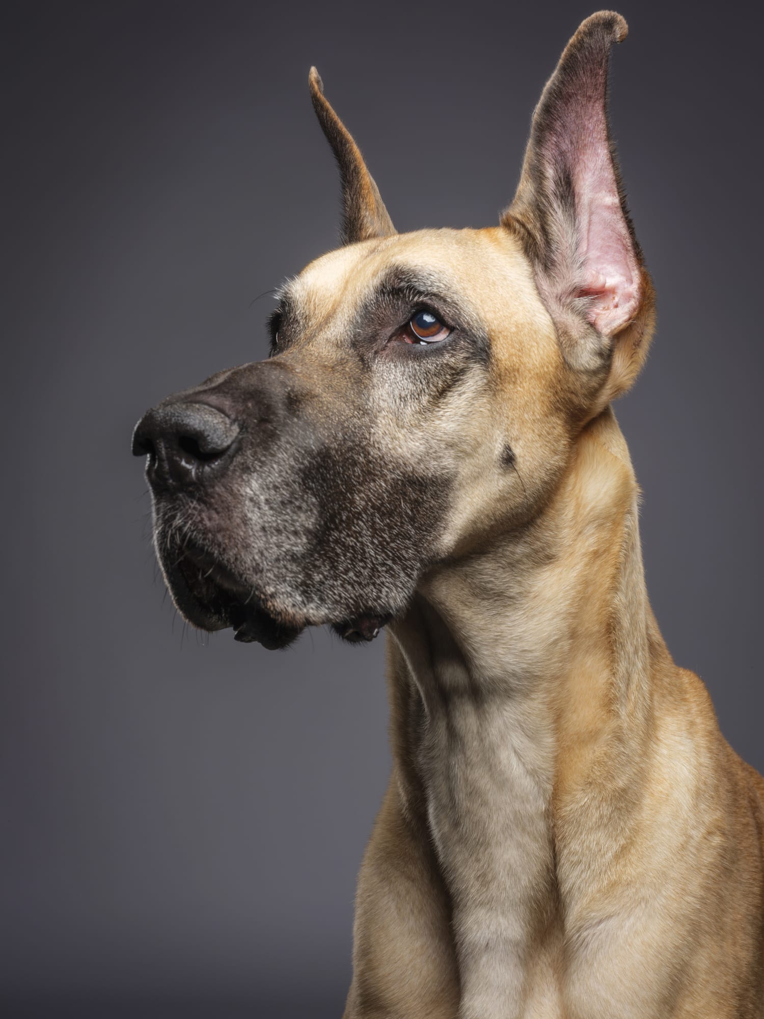 Lista de razas de perros más famosas