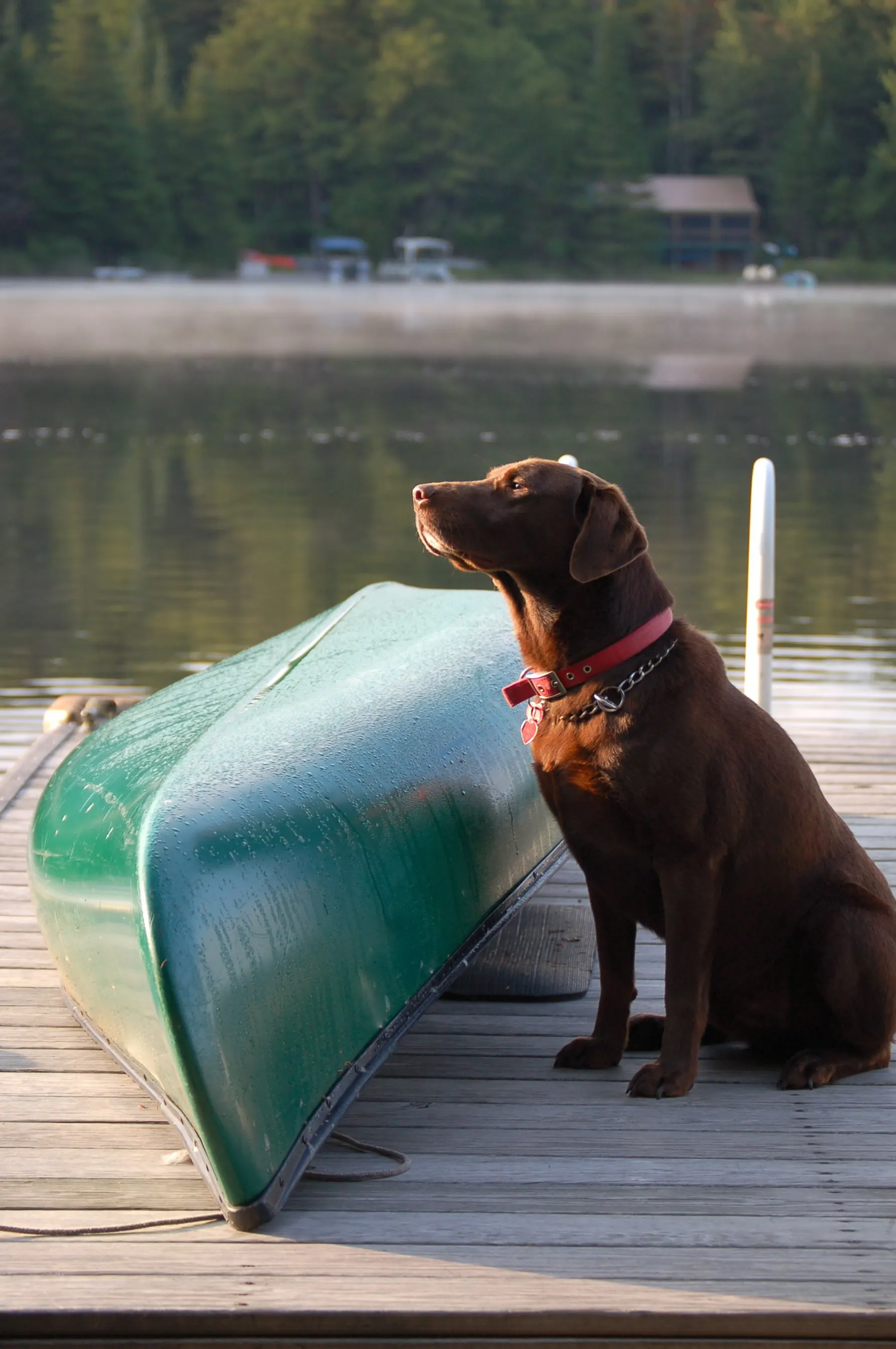 Portare il cane in barca: tutto ciò che devi fare per farlo sentire a suo agio