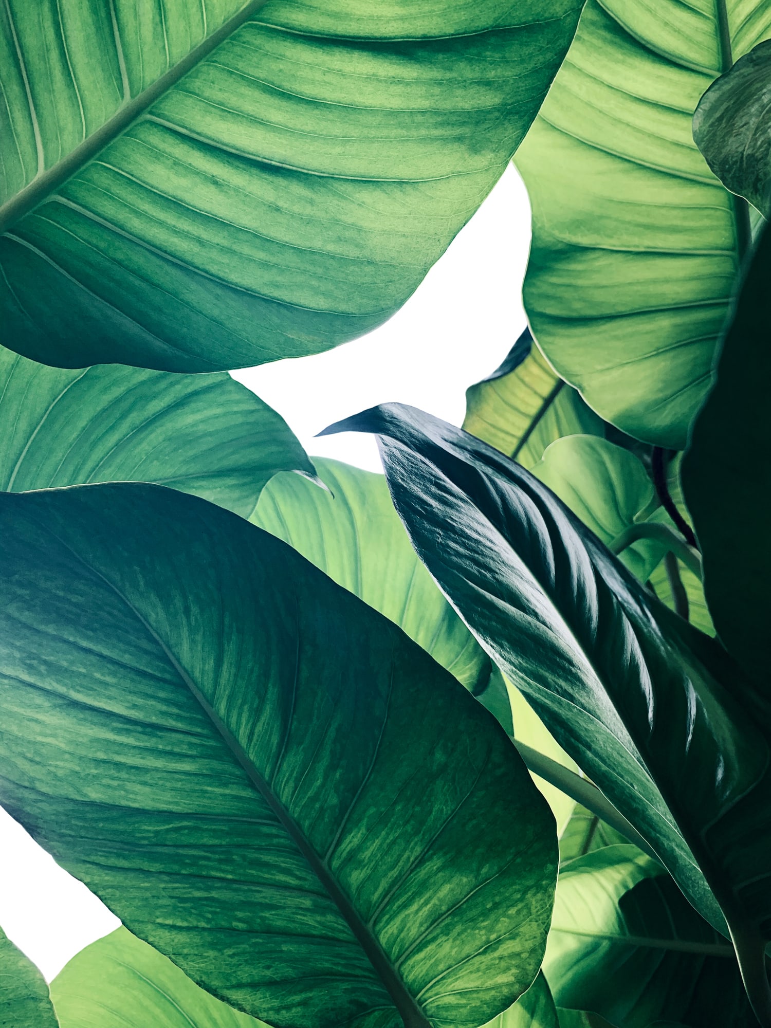 Hack shows how to keep your plants watered while you're on holiday
