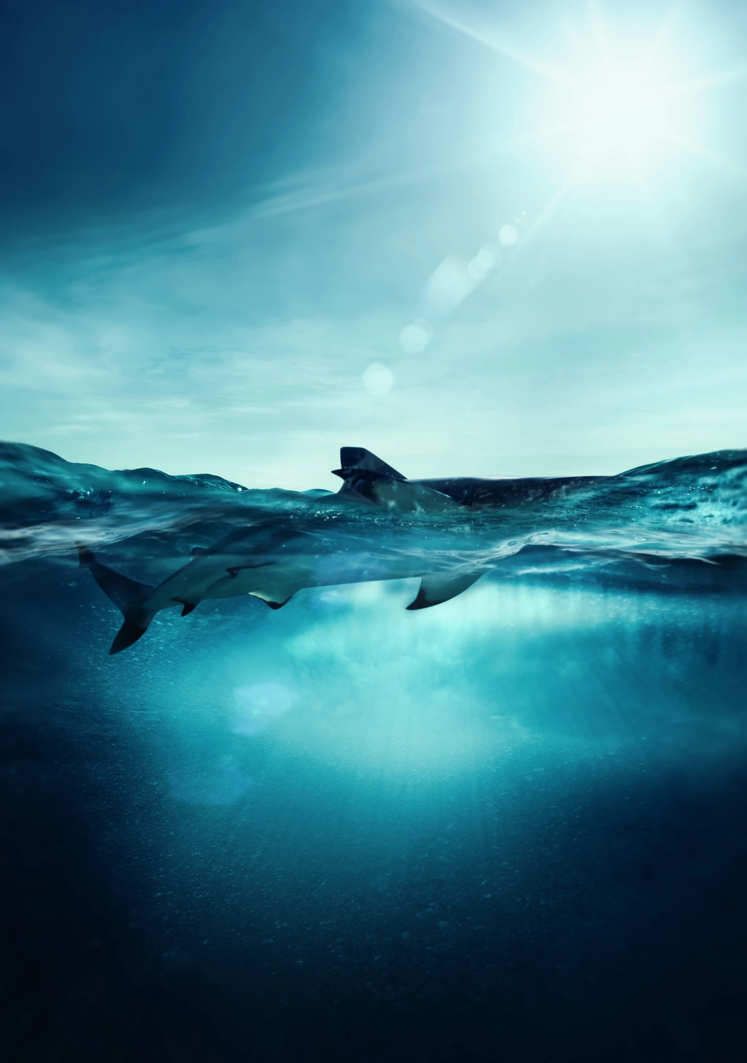 I’ve been swimming with sharks for years. Here’s what I’ve learned