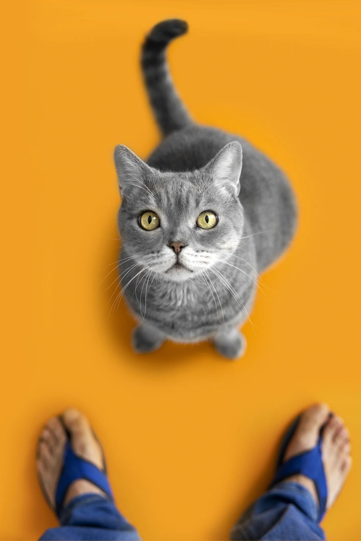 Confira 50 ideias de nomes para gatos