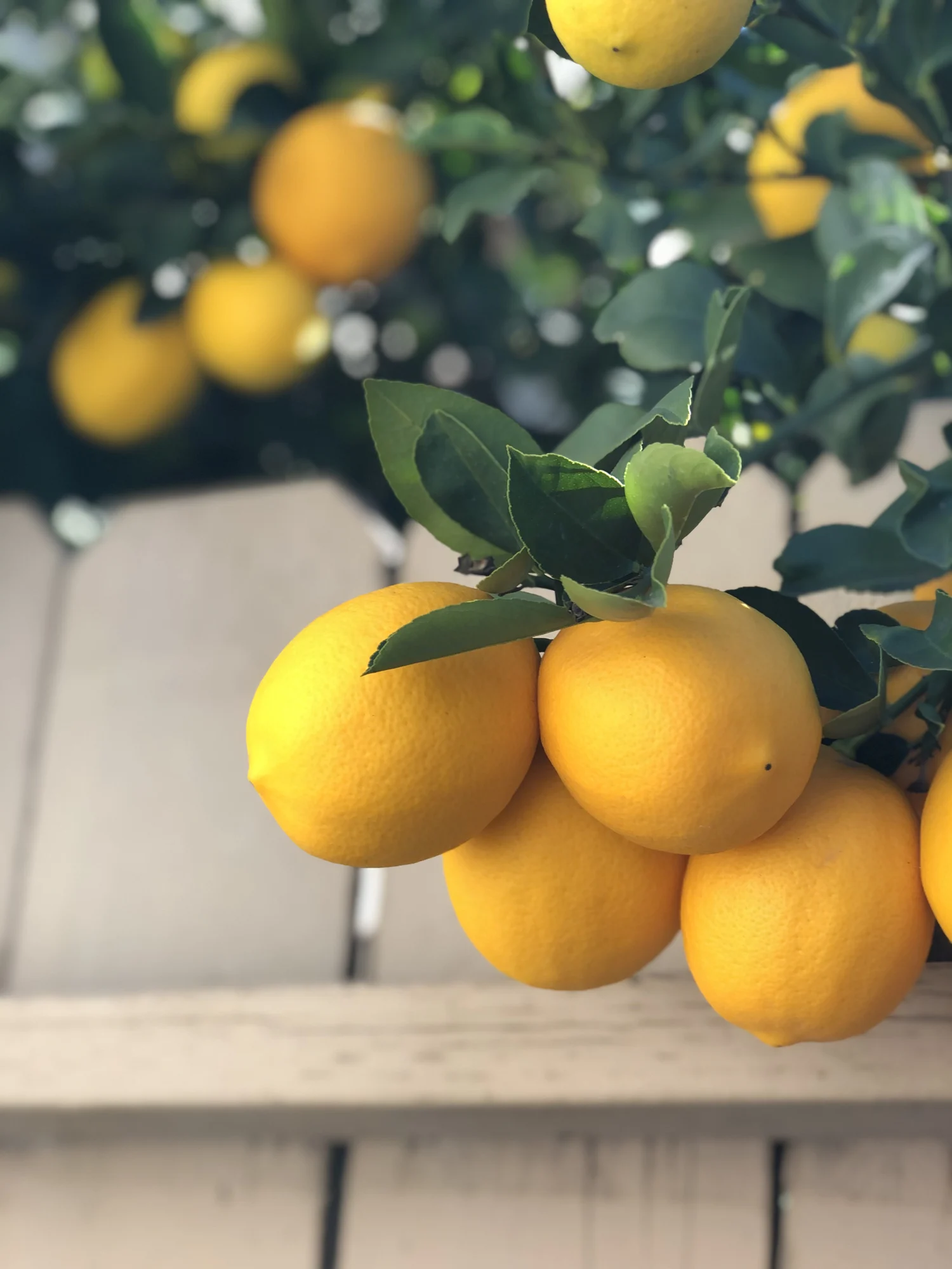 ¿Qué pasa si tomo agua con limón en ayunas para bajar de peso? Ventajas y desventajas