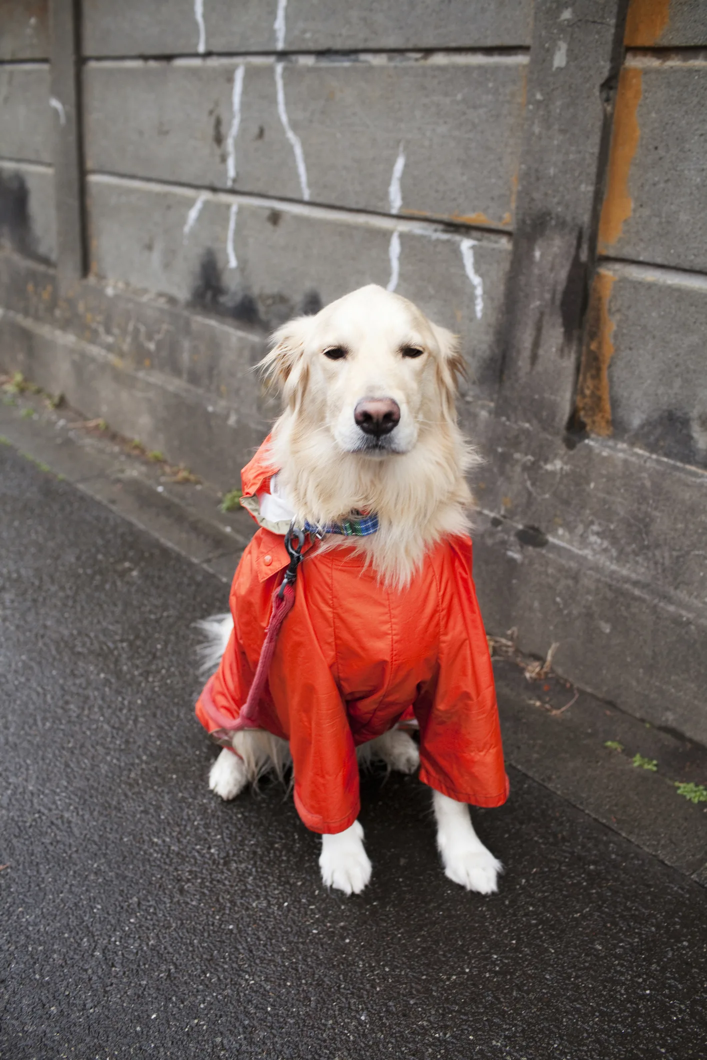 Primark is now selling mini raincoats for dogs