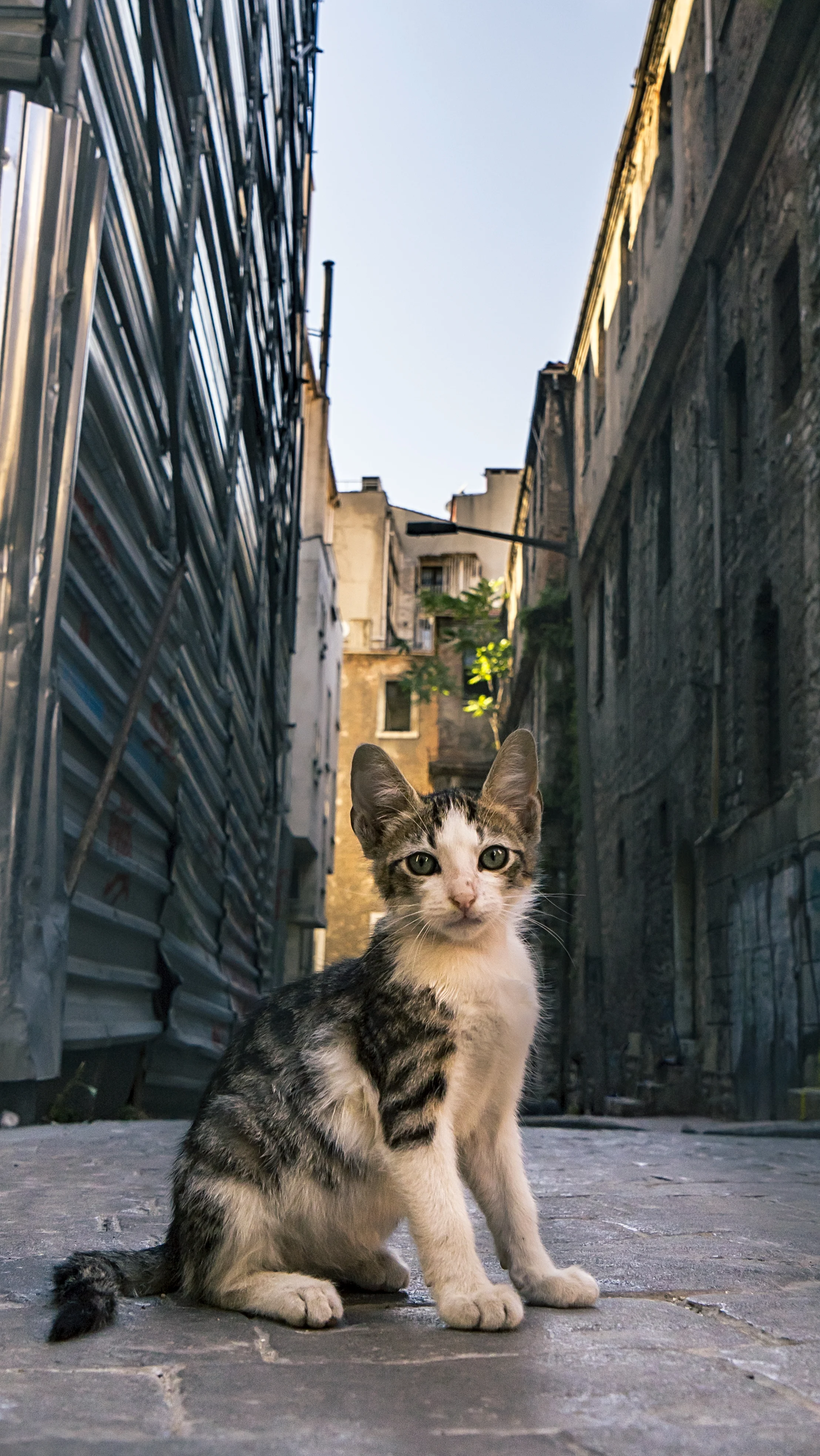 Stray, il videogioco con i gatti che aiuta i gatti