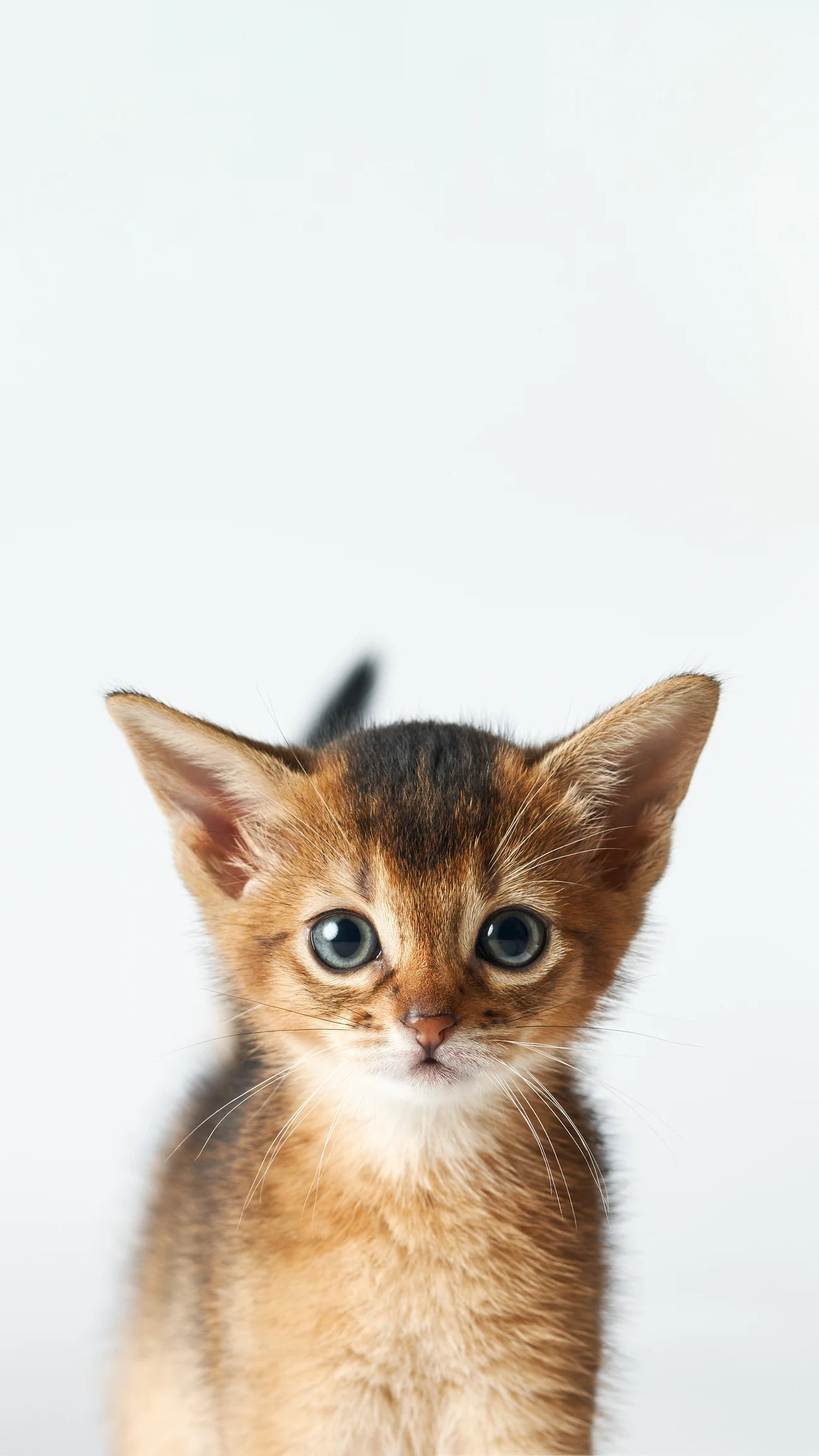 Katzenurin entfernen: Das sollten Sie wissen