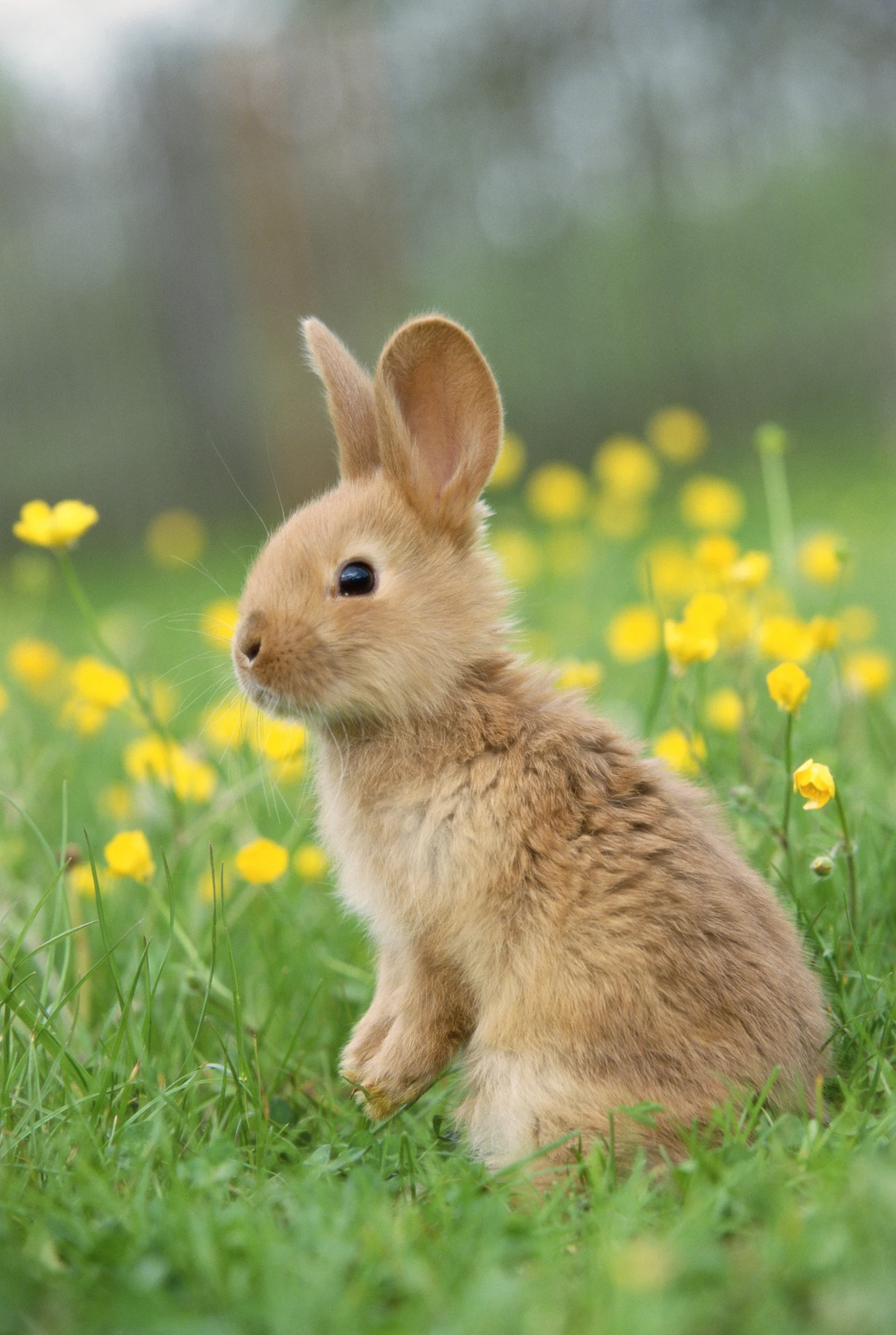 How Fifi the Mommy Rabbit is showing me a thing or two about parenting