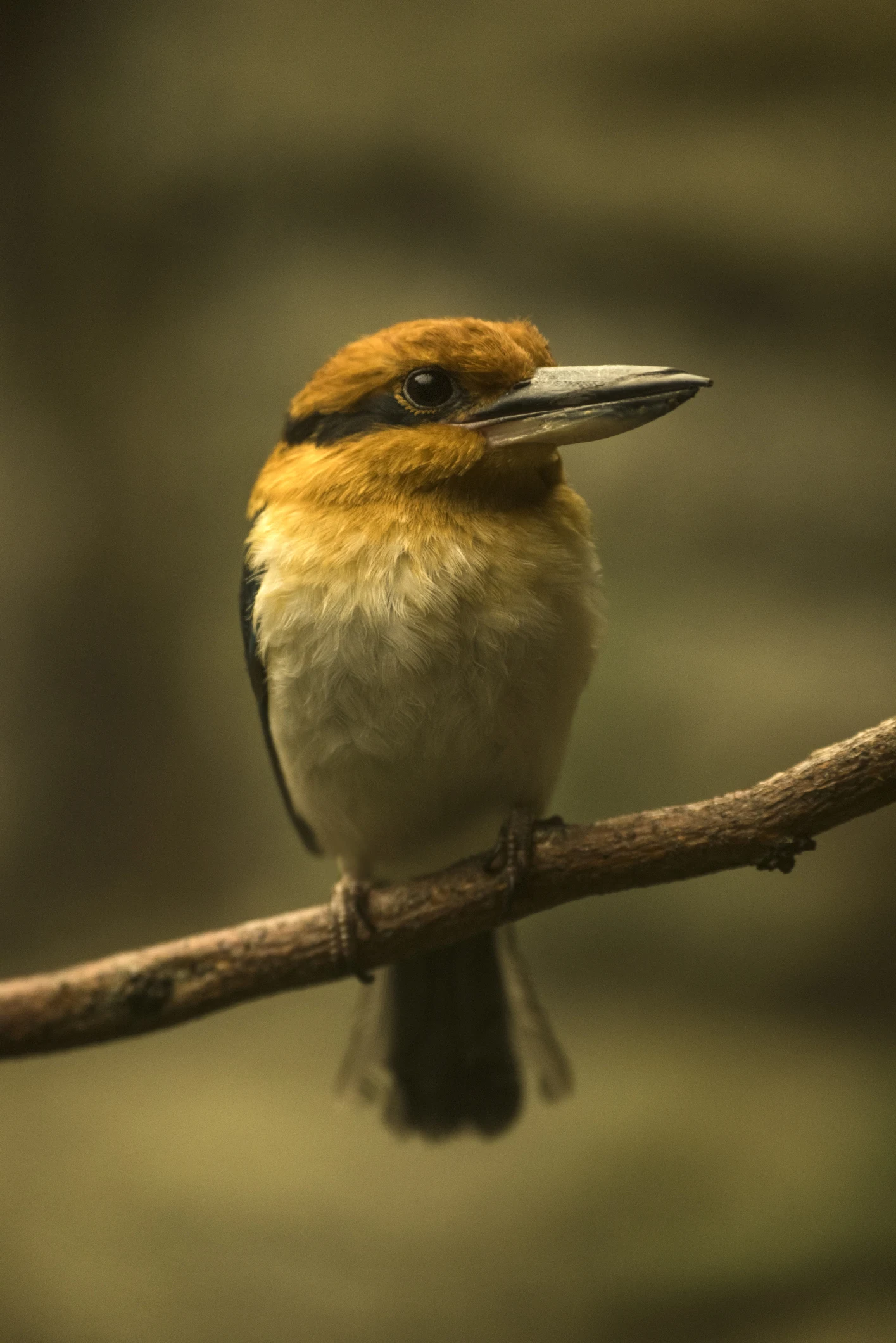 An Extremely Rare Bird Was Just Sighted in Pangasinan