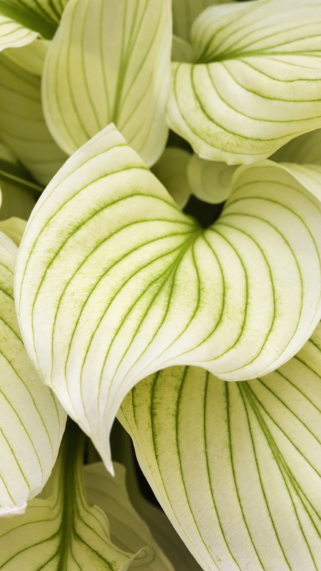 How to Keep Deer and Other Pests Away from Your Hostas