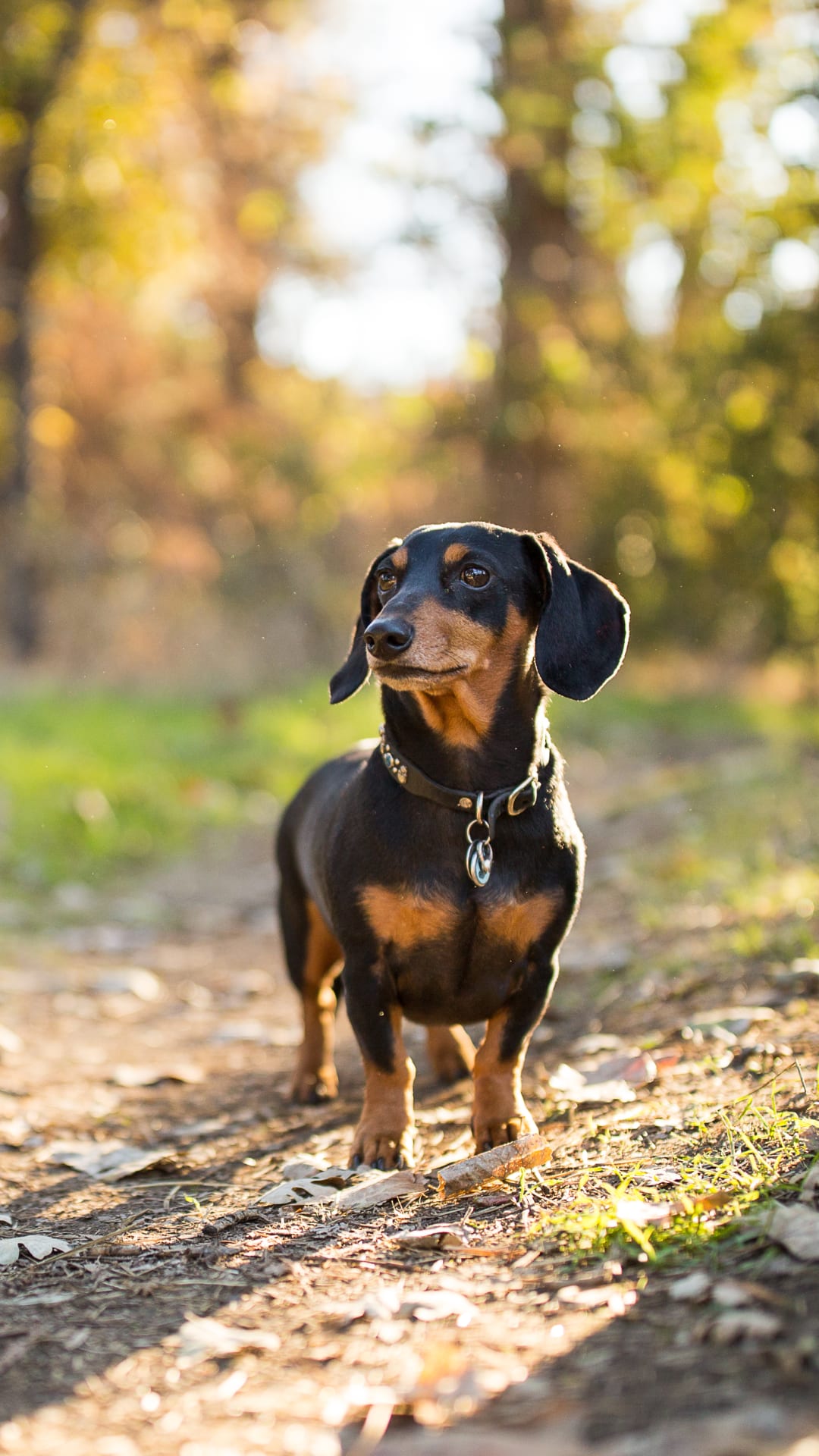 Sausage dog who was so obese she couldn't walk loses half her body weight