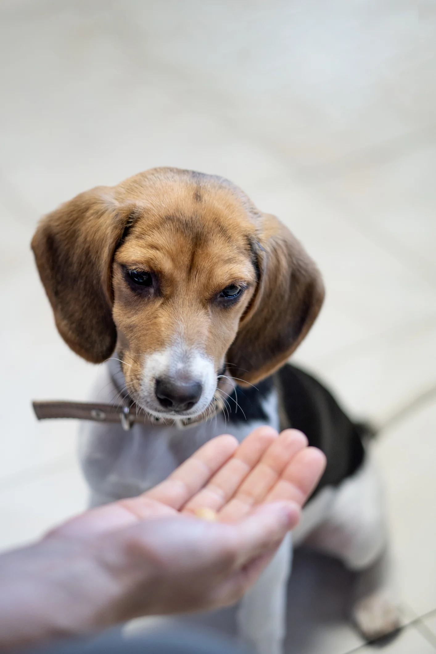 Cachorros precisam pegar mais leve nas brincadeiras; ensine-o