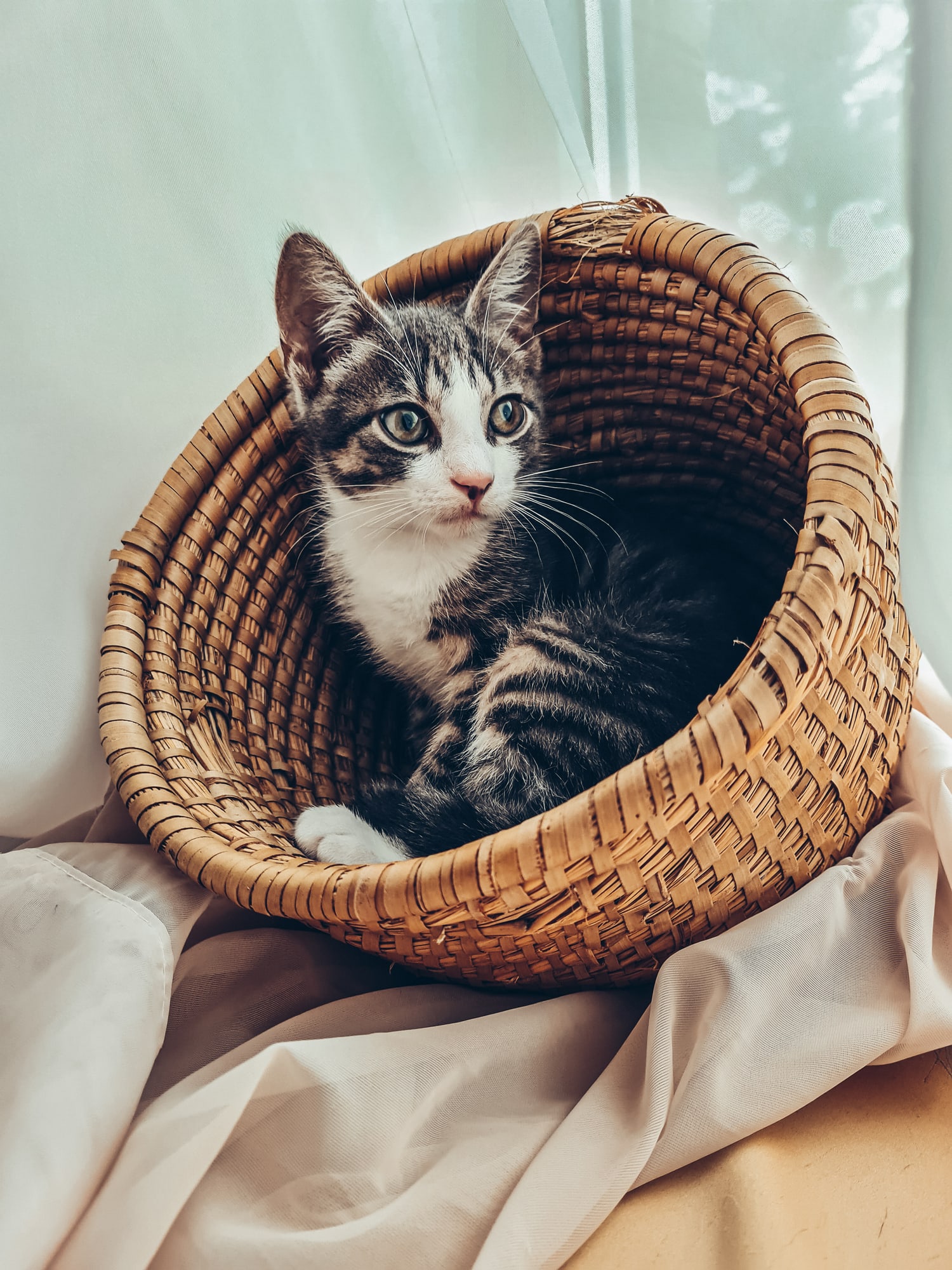 Como comunicar com gatos? A ciência tem a resposta (e é muito simples)