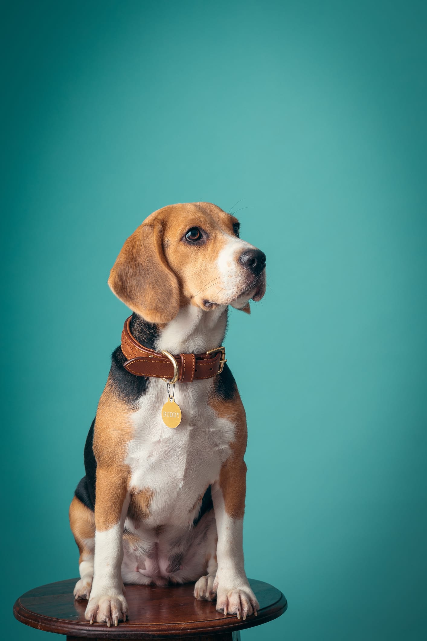 Descubre las 3 razas de perro que ladran menos