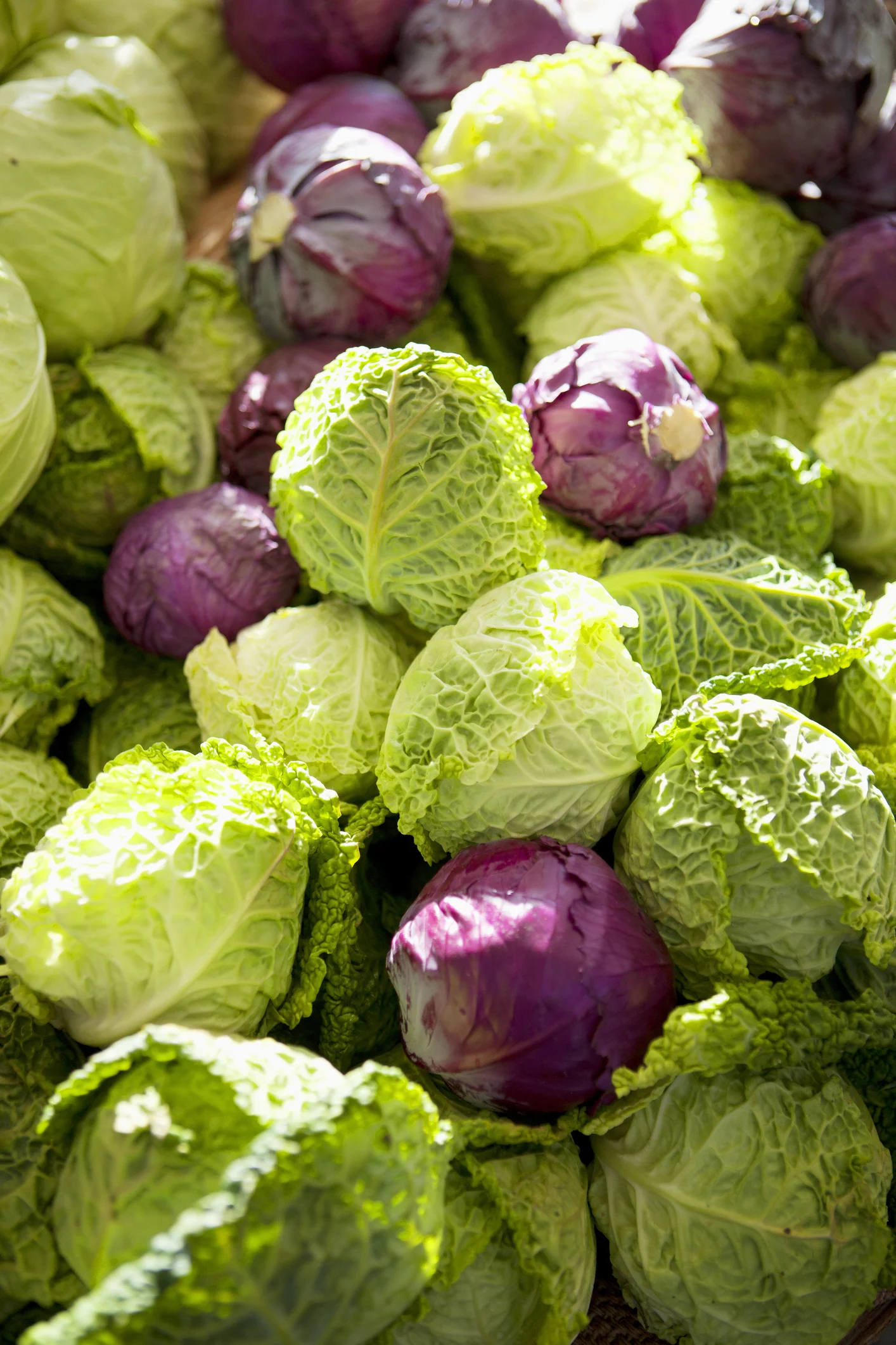 ما هي المغذيات النباتية.. وما فوائدها على صحة الإنسان