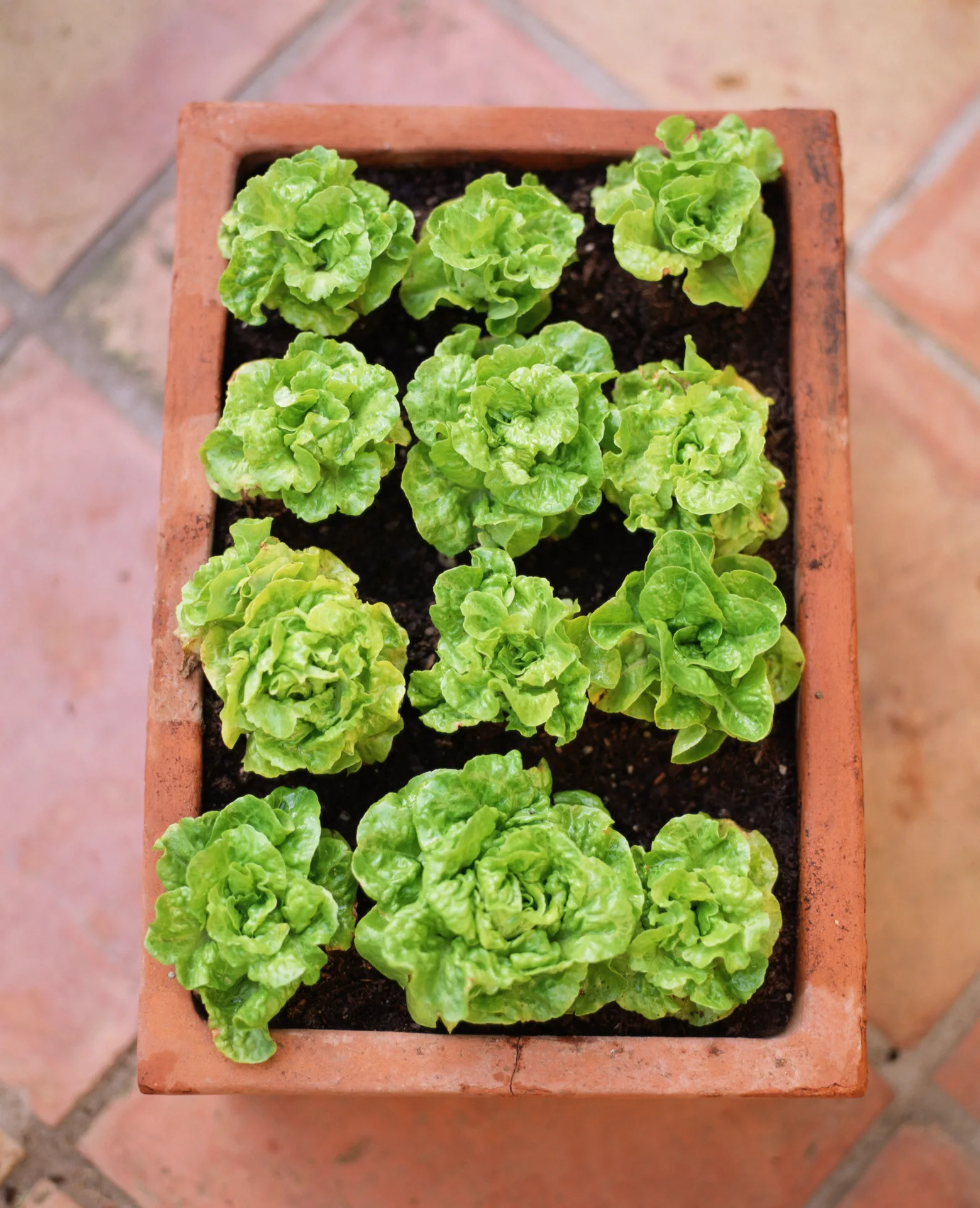 Manger des légumes à feuilles vertes rajeunit le cerveau de 11 ans