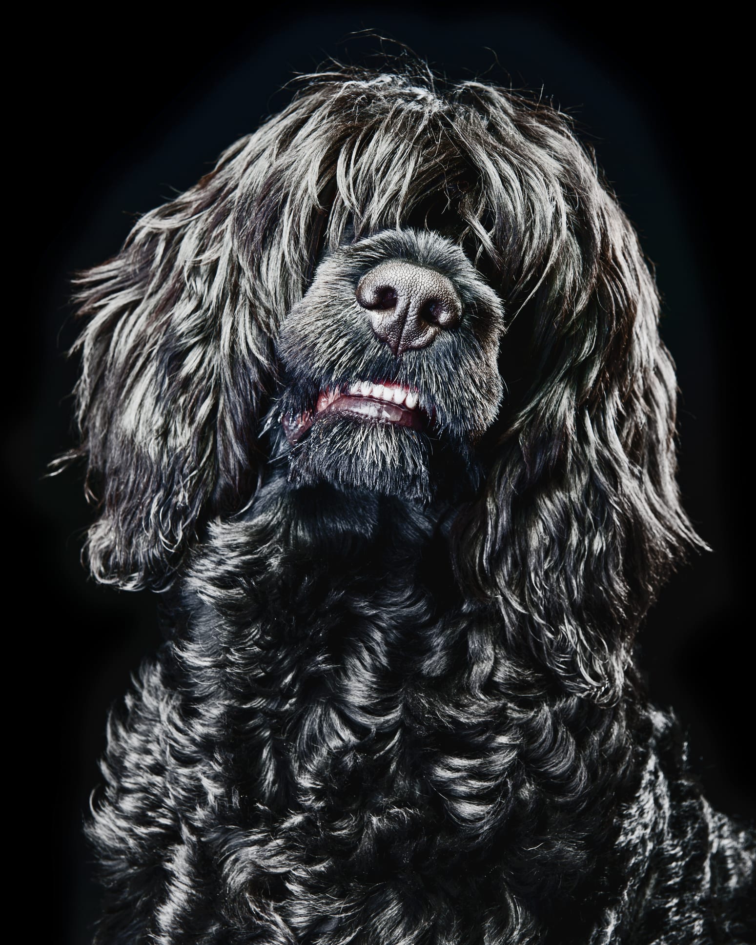 Adottare un Cao de Agua Portoghese: carattere, stile e padrone ideale