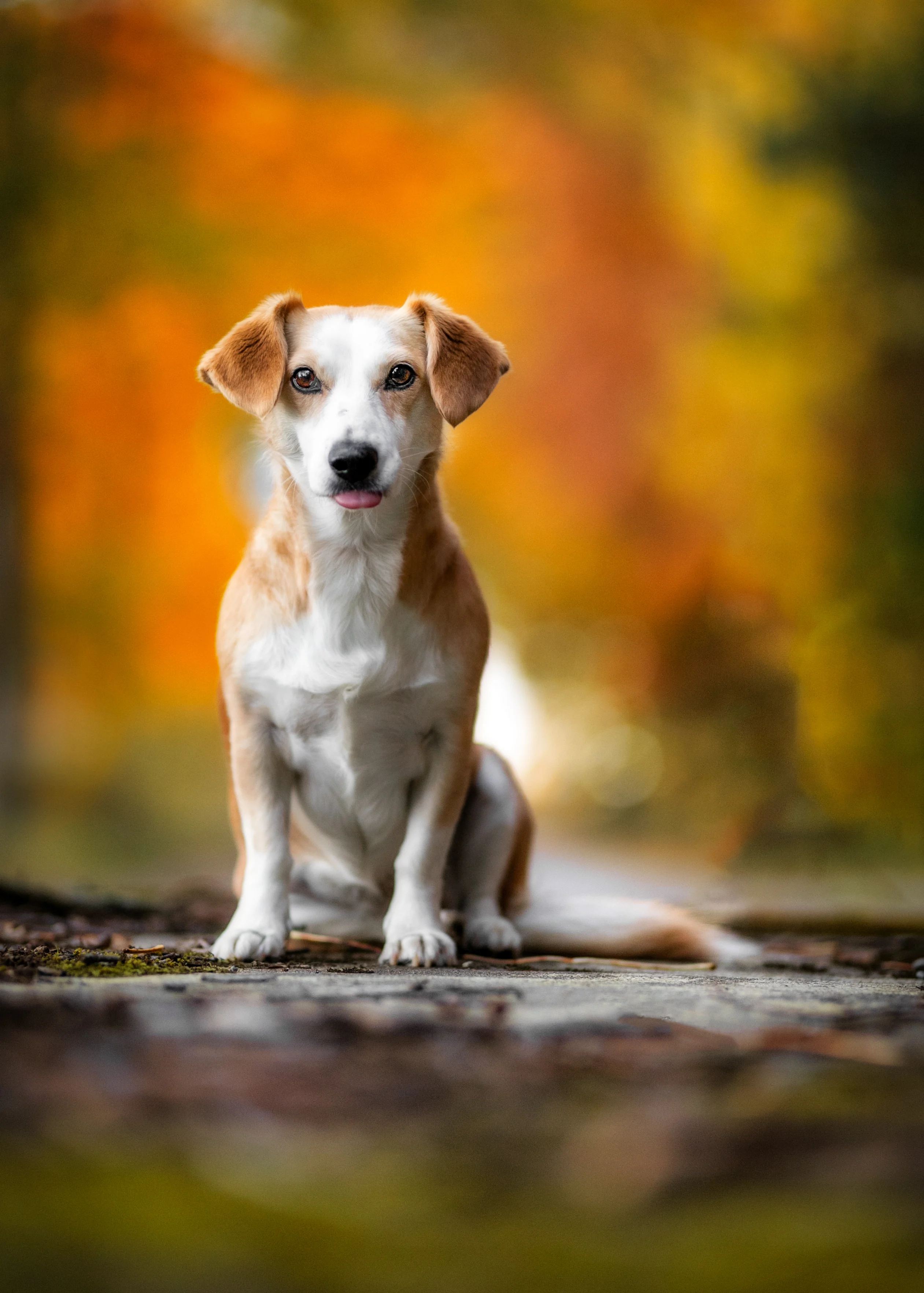 ¿Qué raza de perros vive más tiempo y te acompañará más días de tu vida?