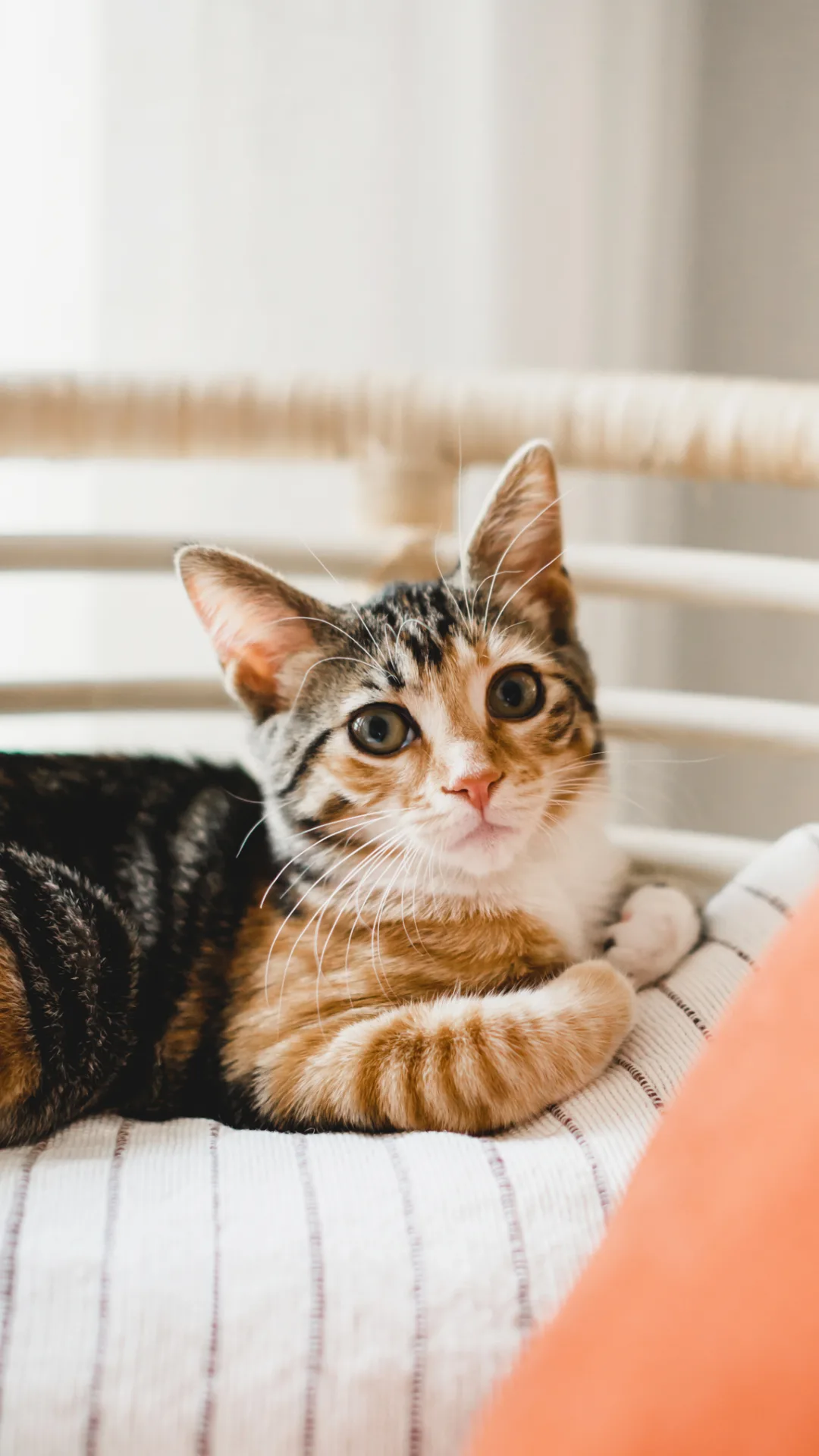 Las 5 razas de gatos más cariñosas