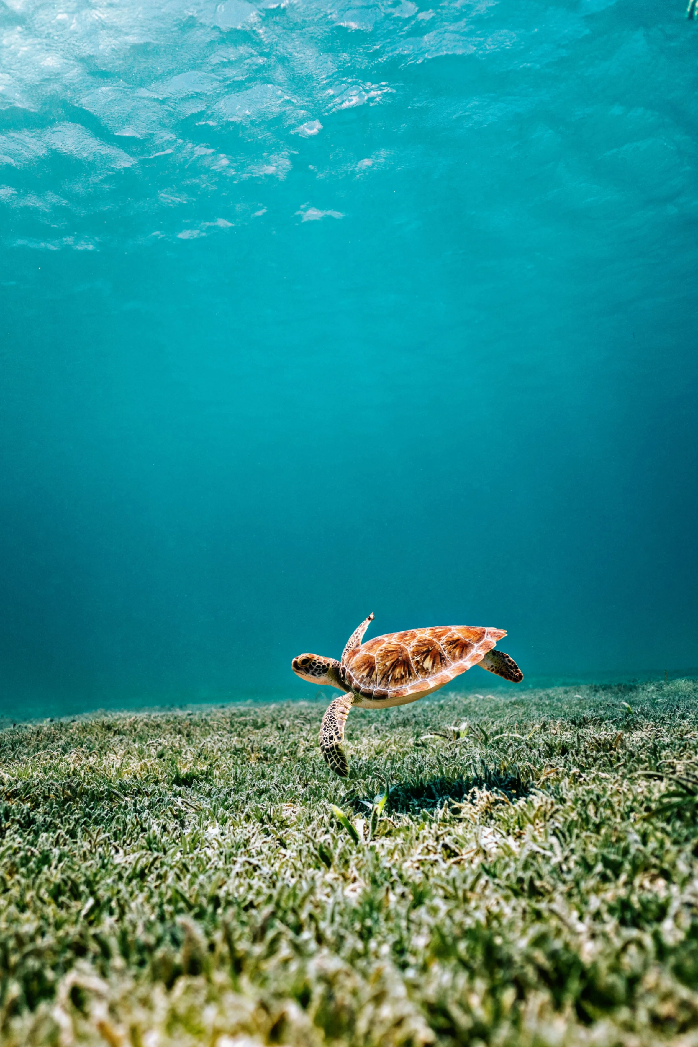 11 extraordinary underwater photographs that bring the depths to you