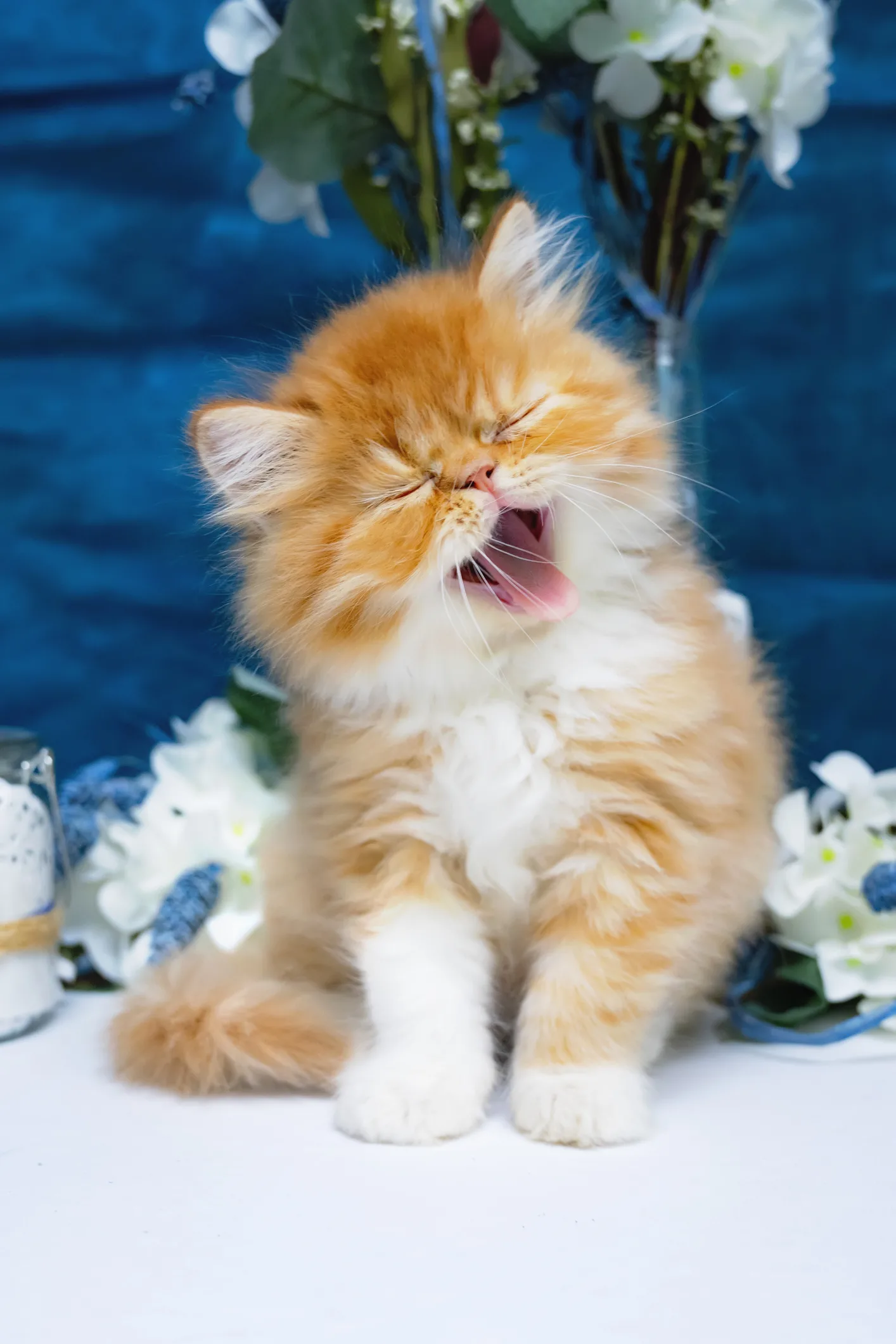 Cat amuses social media followers after refusing to let owner make their bed