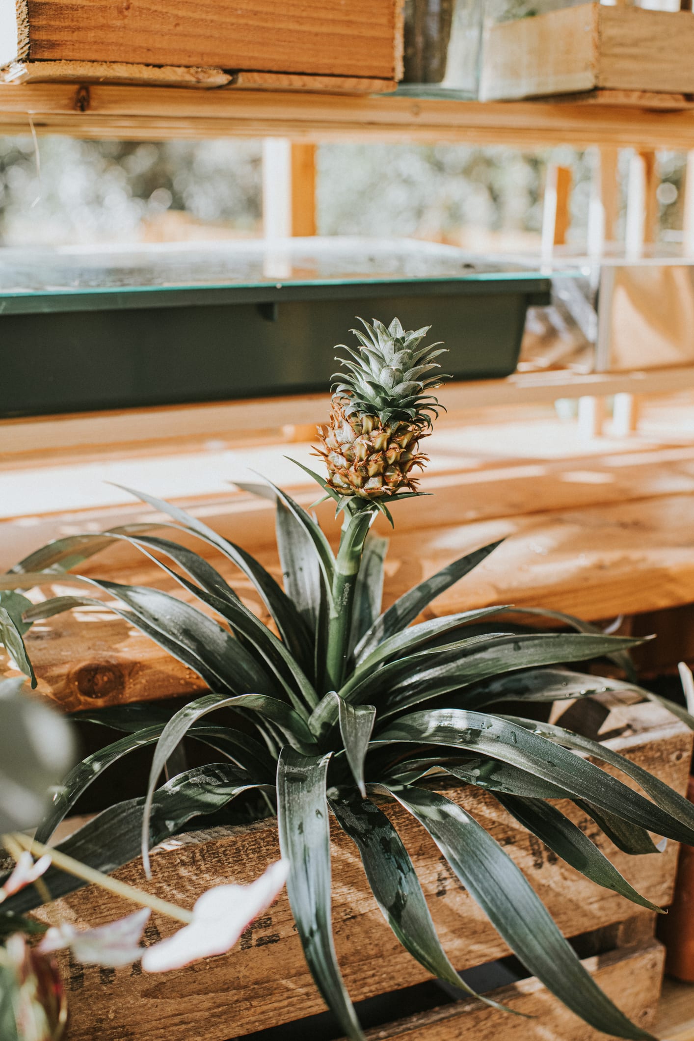 The 17 best UK gardens and top ways to visit them