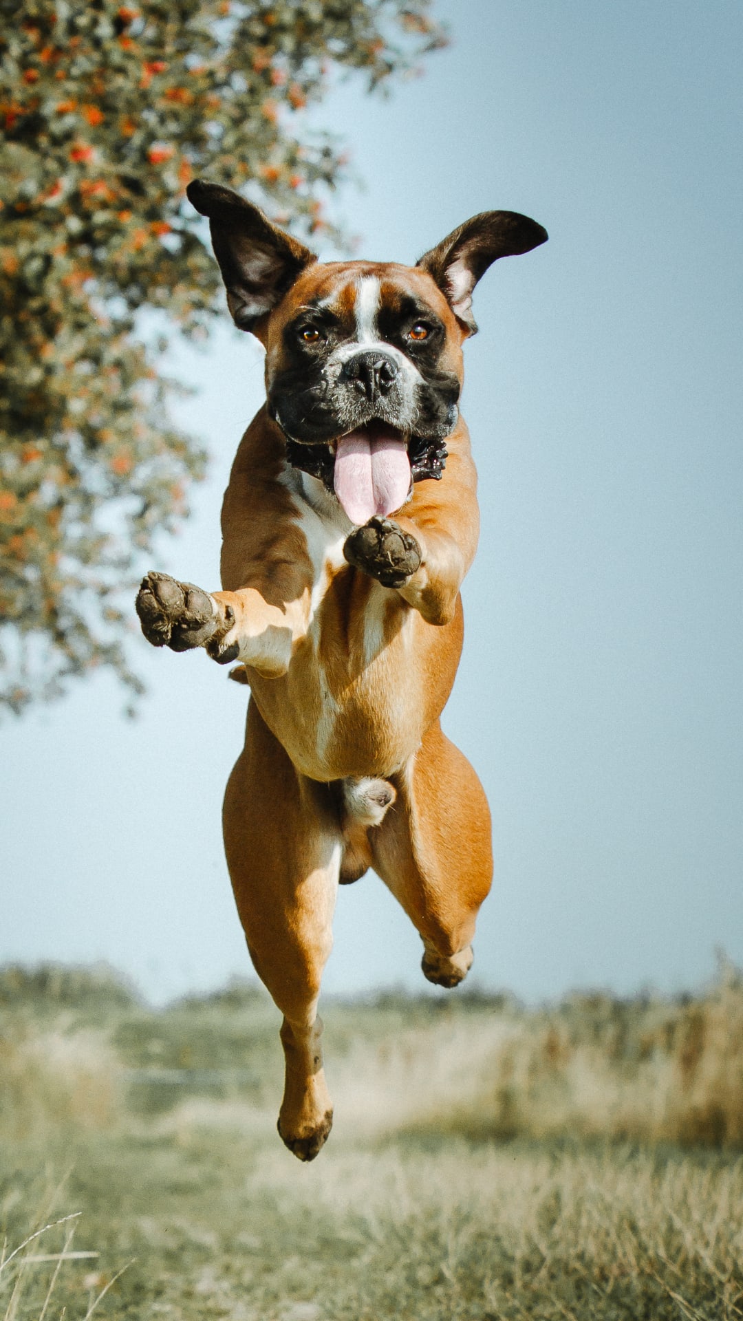 Así debes entrenar a tu perro para que ya no salte sobre tus invitados