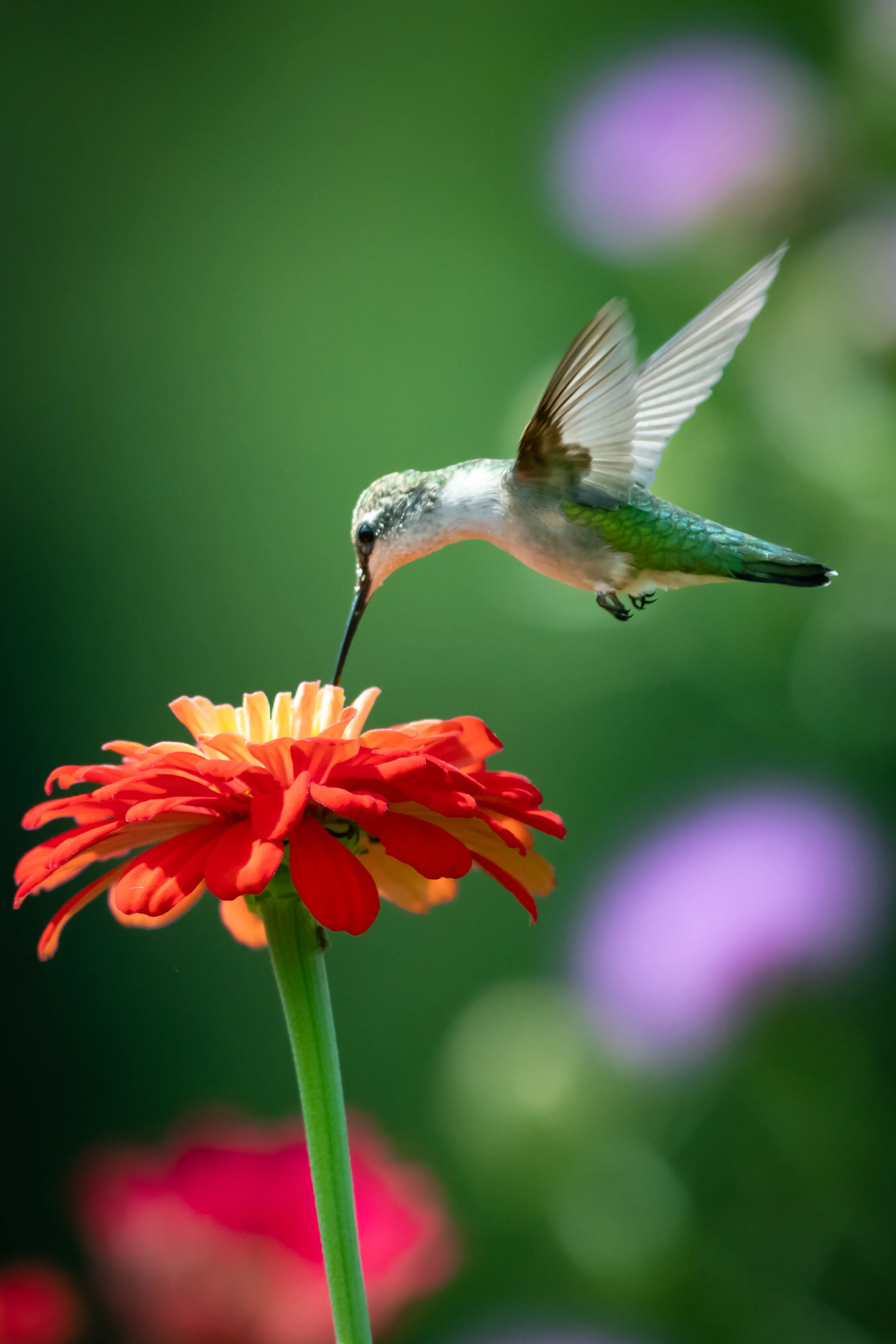 3 flores que transformarán tu jardín en una atracción para colibríes