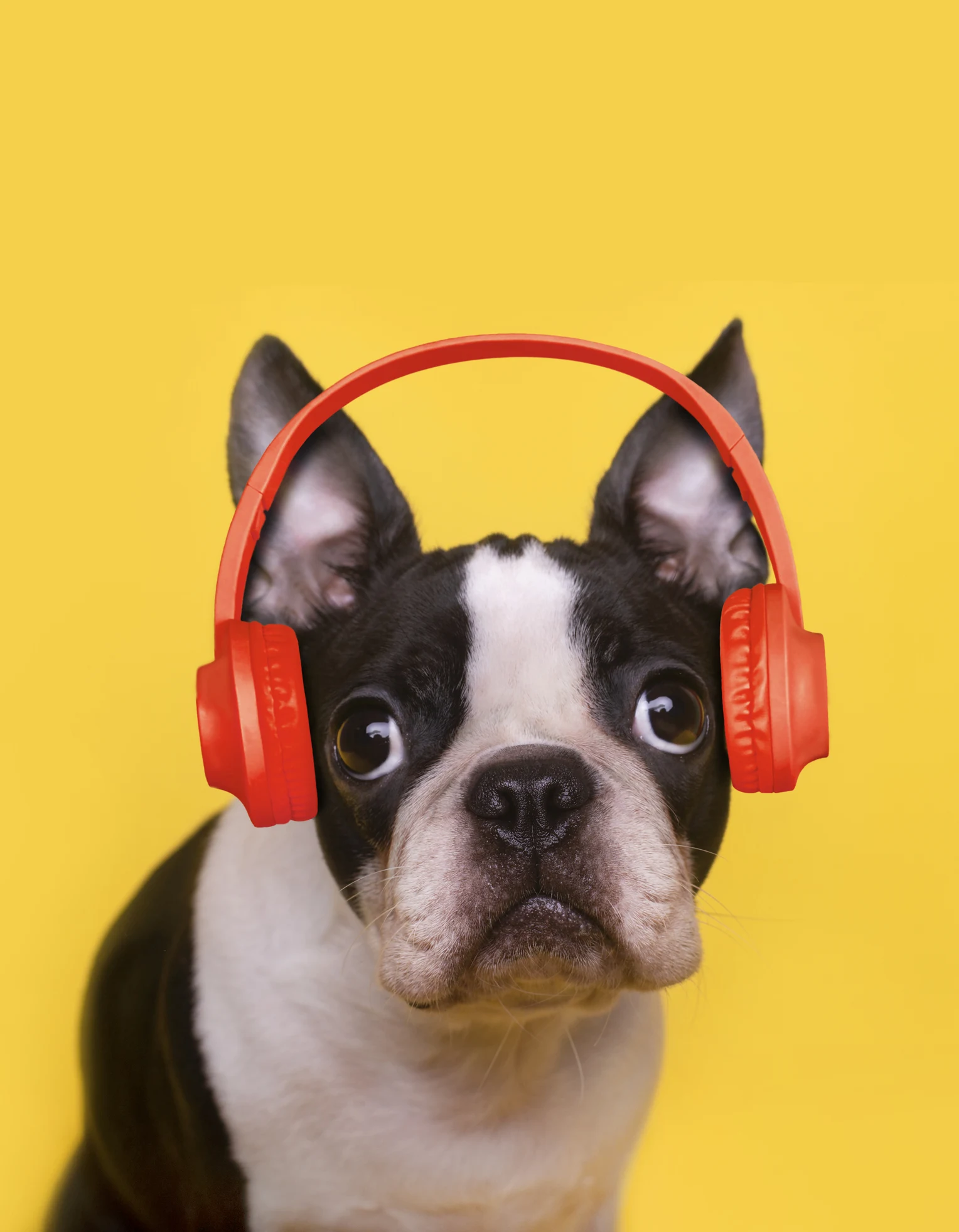 10 เรื่องต้องรู้ก่อนคิดเลี้ยงสัตว์ในคอนโดฯ