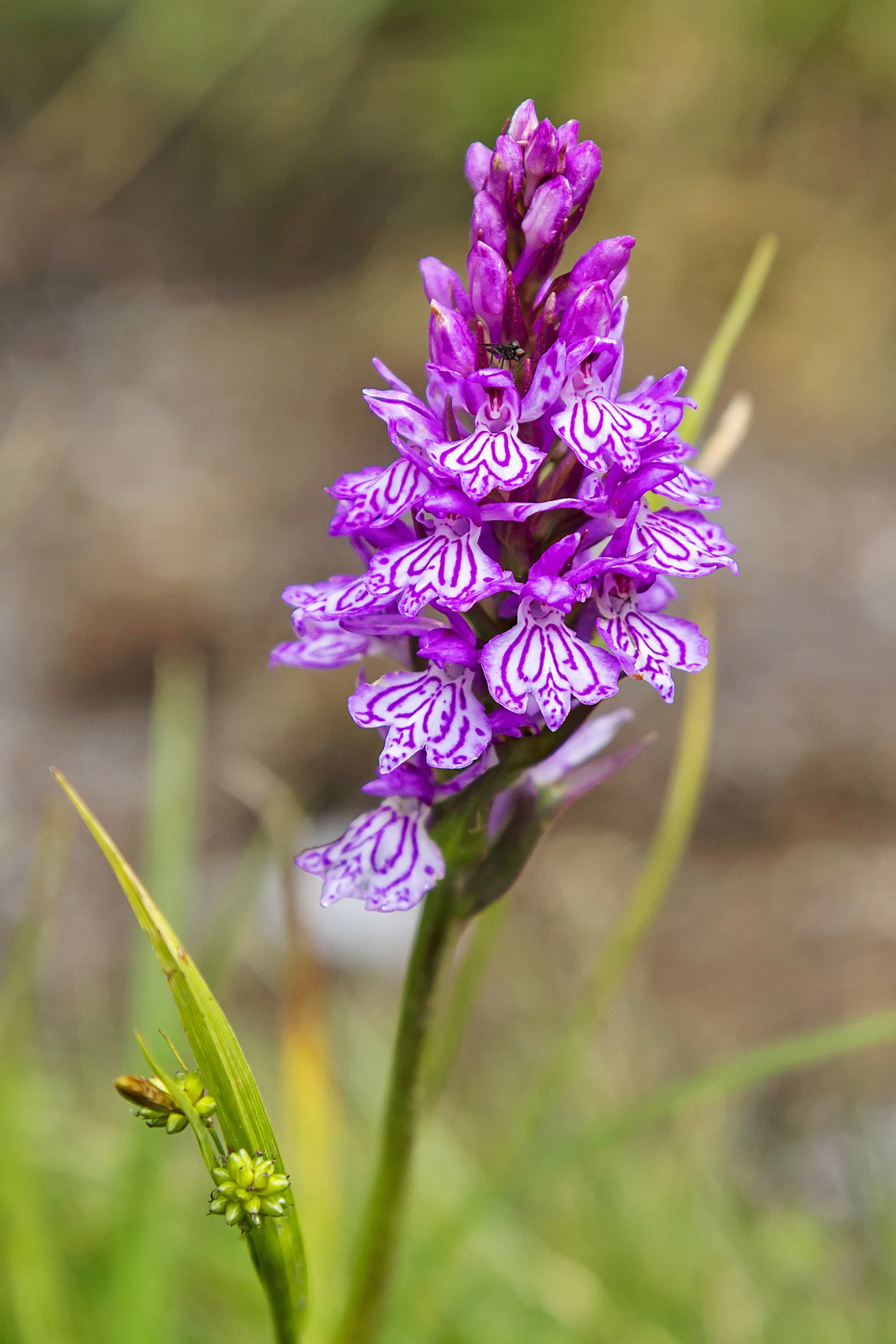 A rare orchid thought to be extinct in Vermont was rediscovered after 120 years