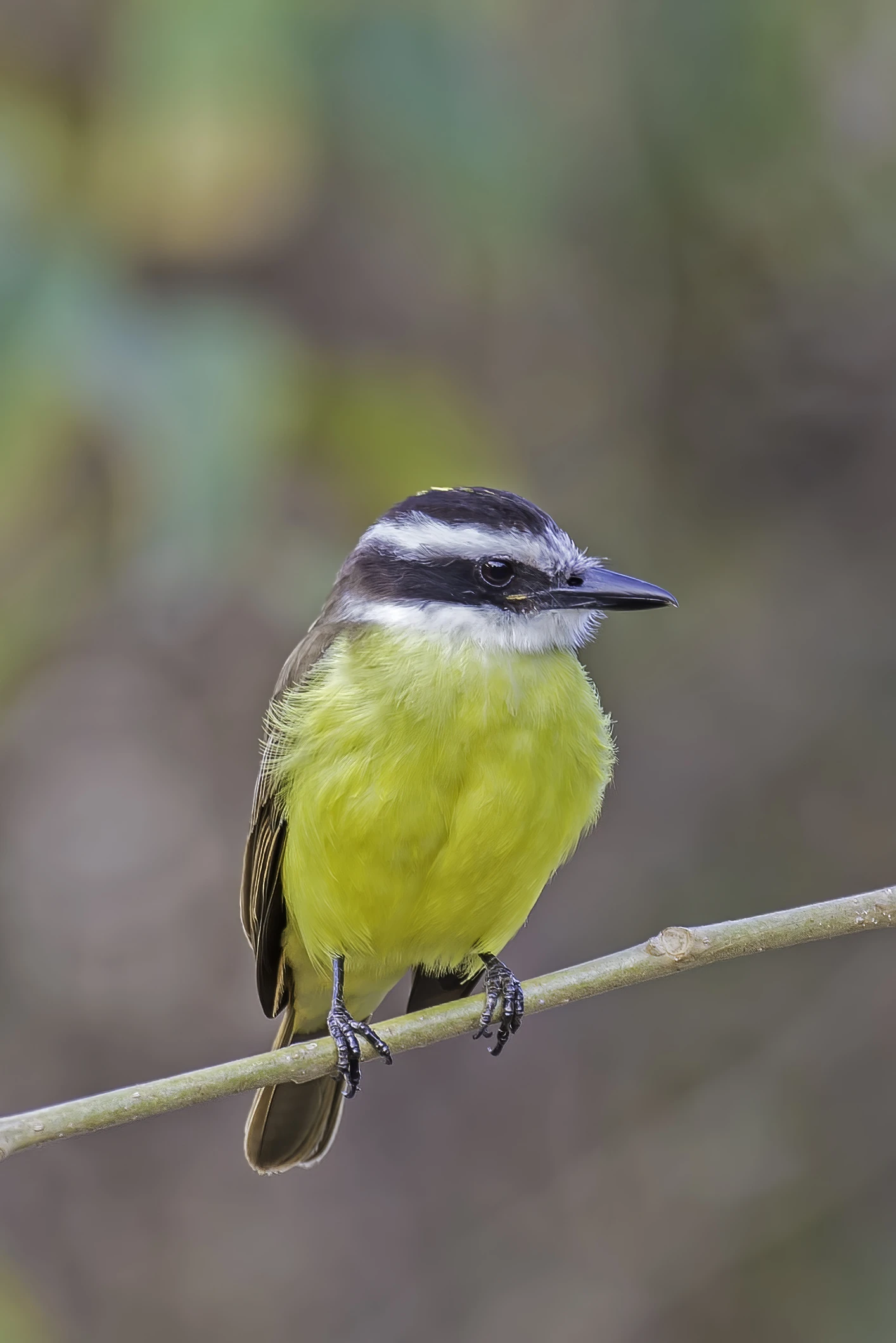 Los pájaros son más coloridos cuanto más cerca del ecuador