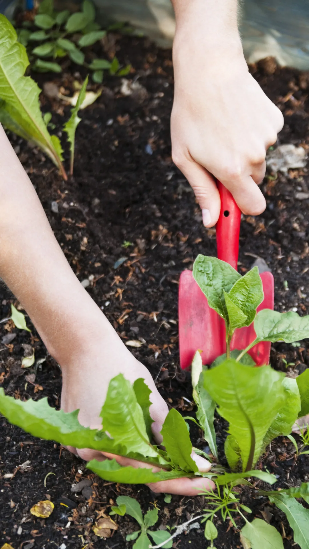 8 Common Mistakes People Make When Treating Weeds