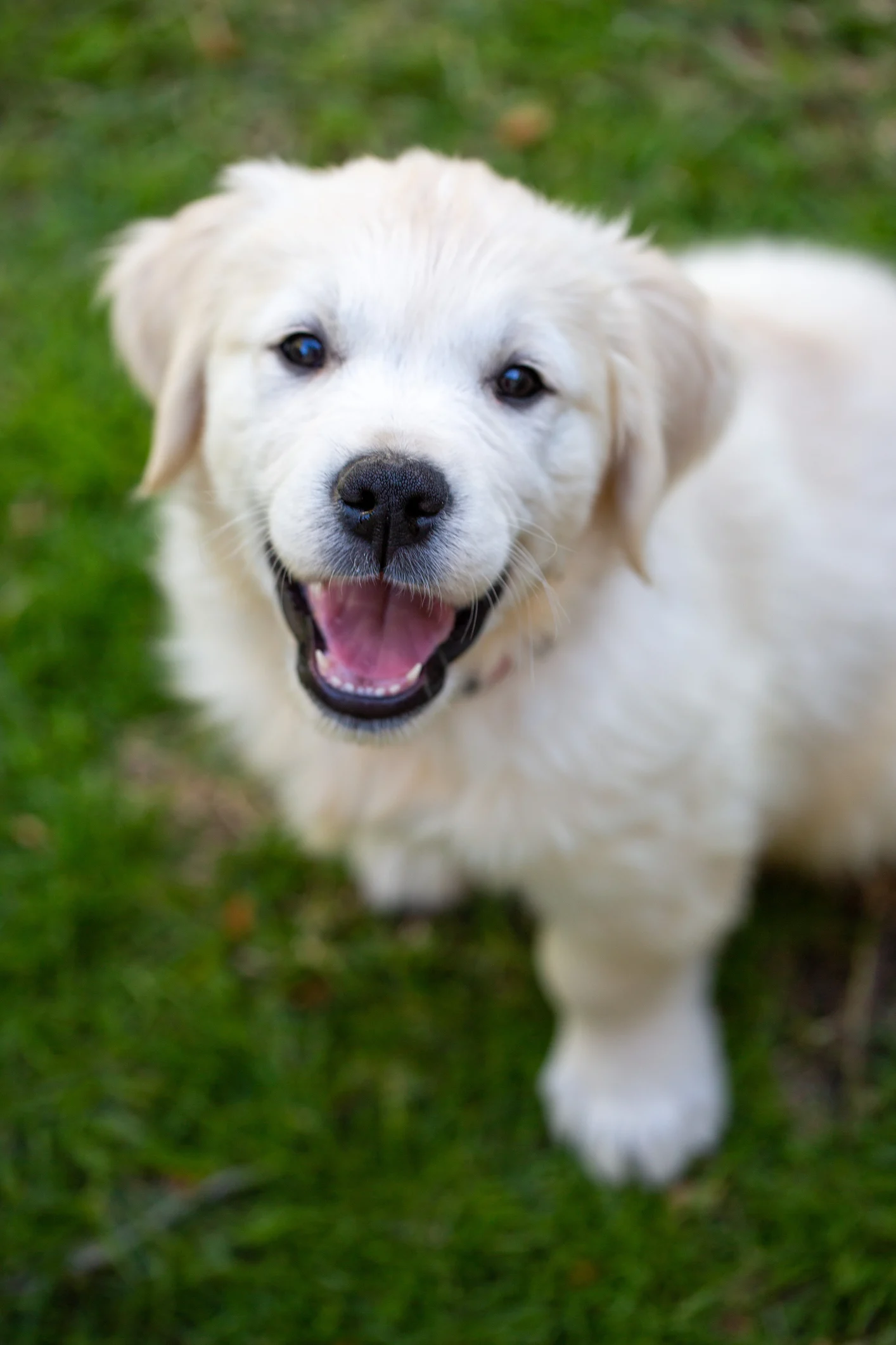 Corrigir o comportamento de um cachorro também exige mudanças do próprio tutor