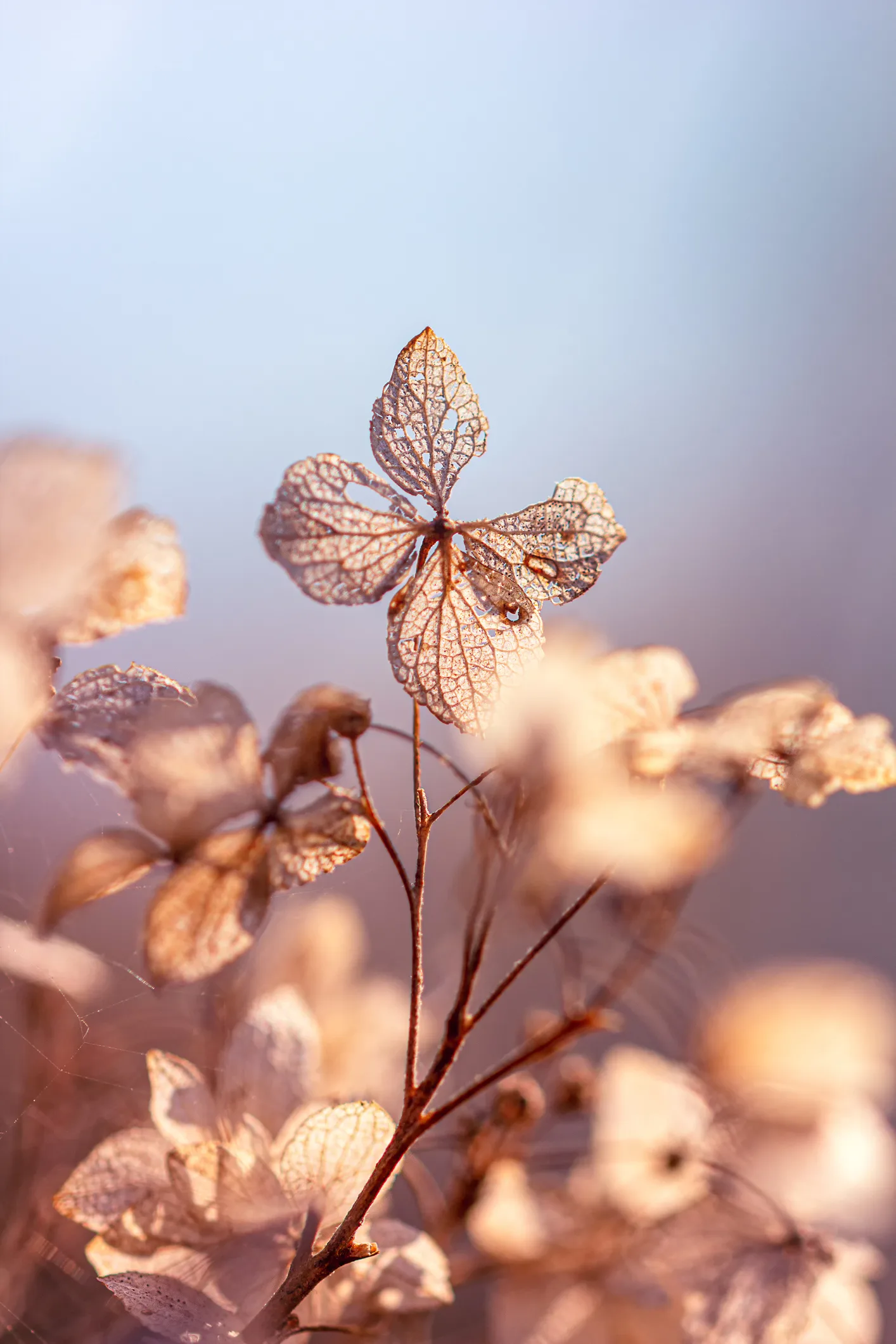 How to dry flowers, a step-by-step guide