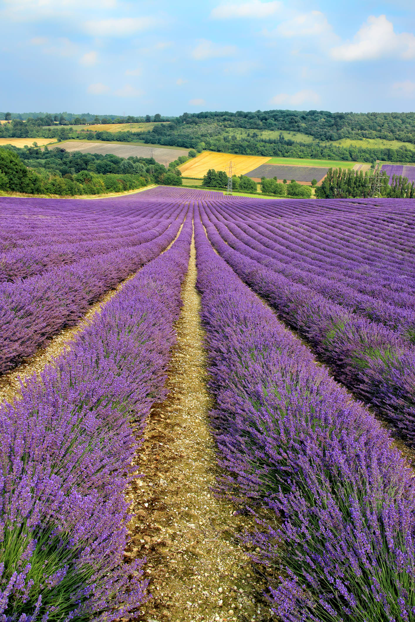 Llega el mejor momento para visitar los campos de lavanda de Brihuega, Guadalajara