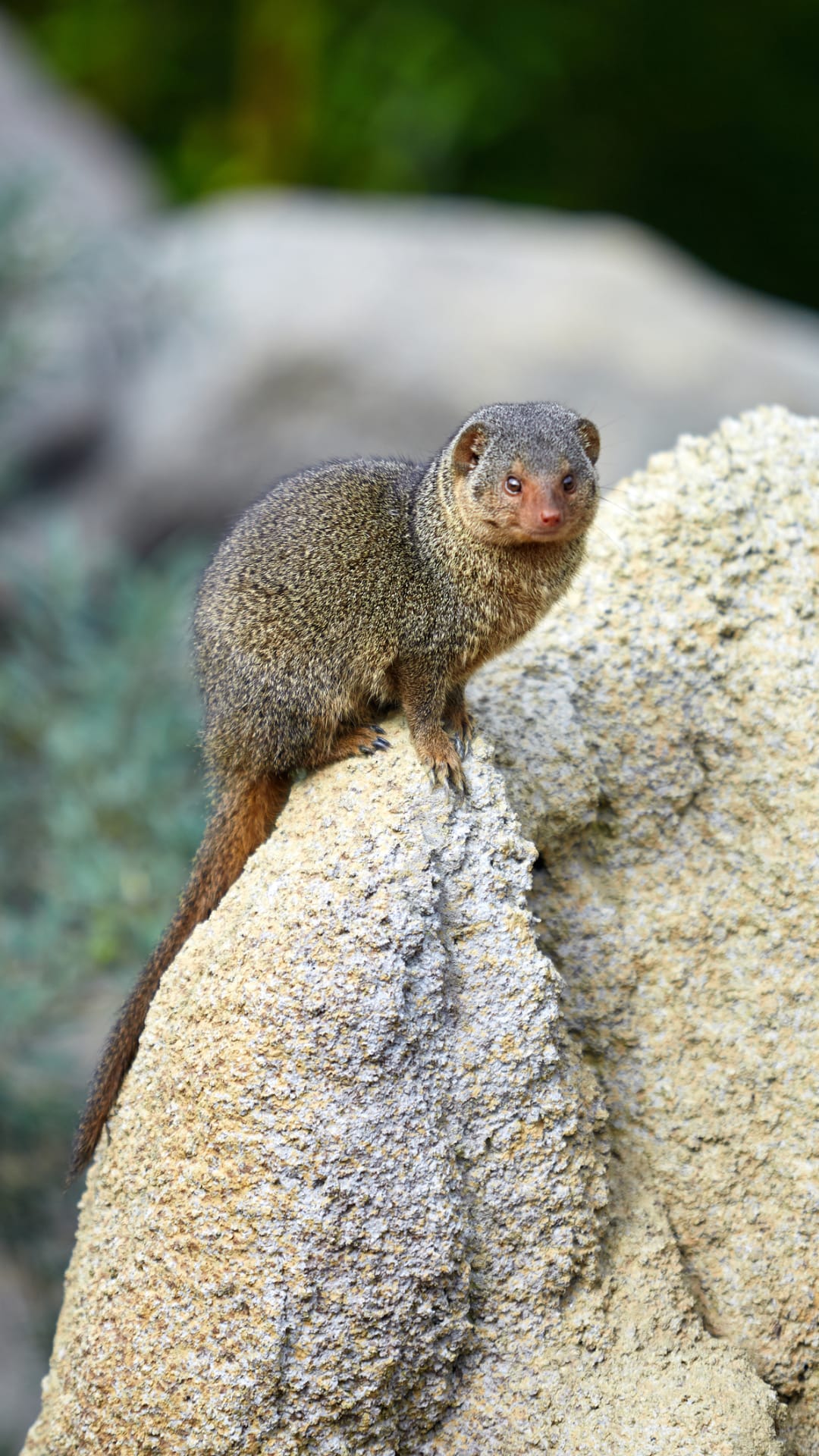 Wild mongooses remember bullies and give them the 'cold shoulder'