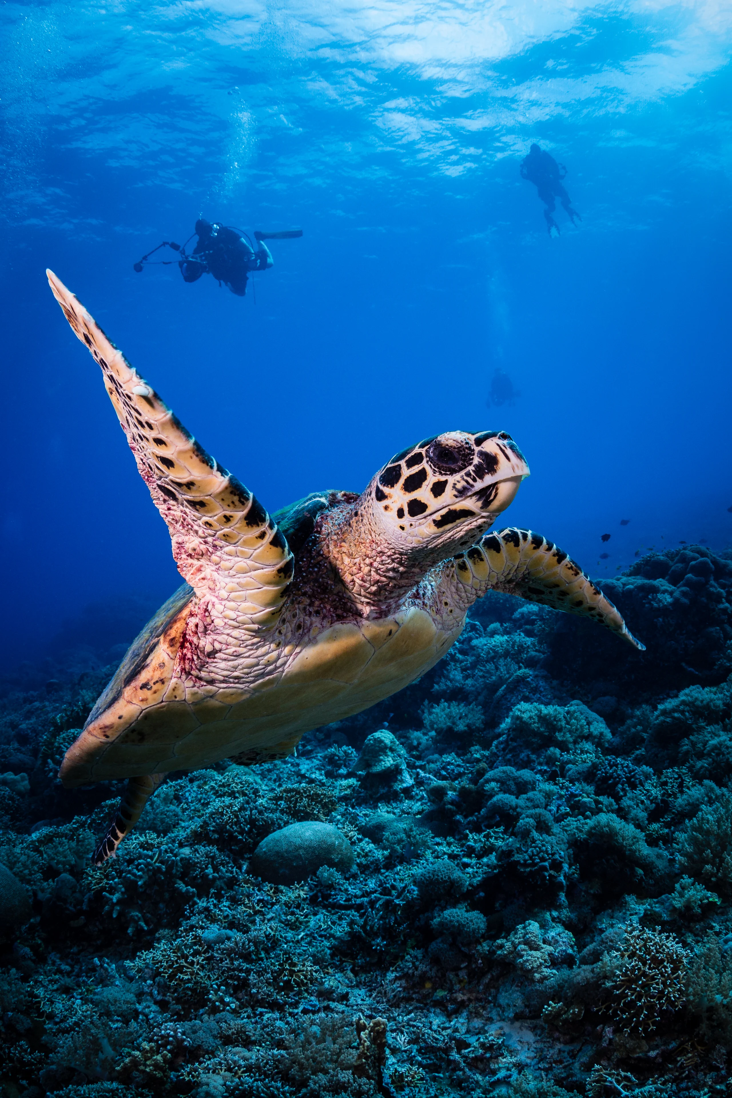 11 extraordinary underwater photographs that bring the depths to you