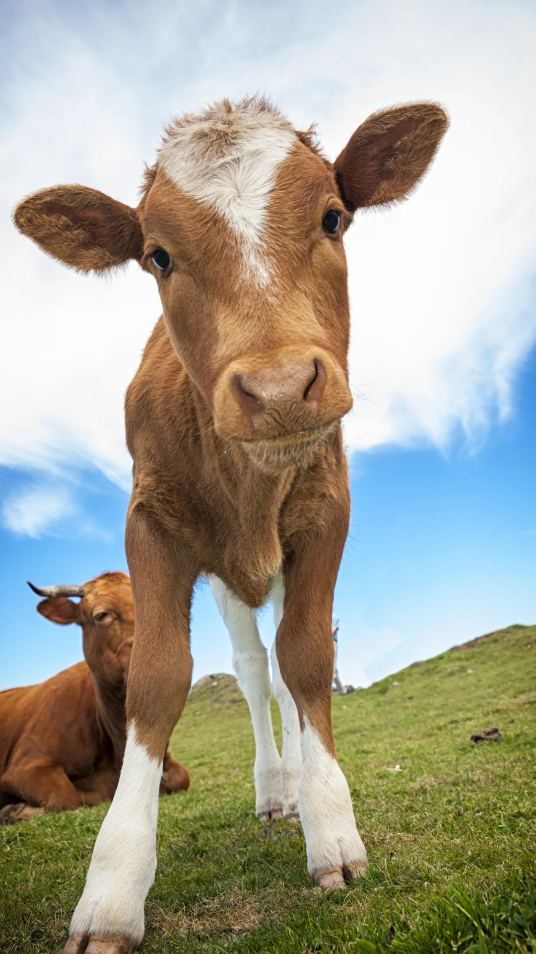 Russian scientists clone cow to produce lactose-free milk