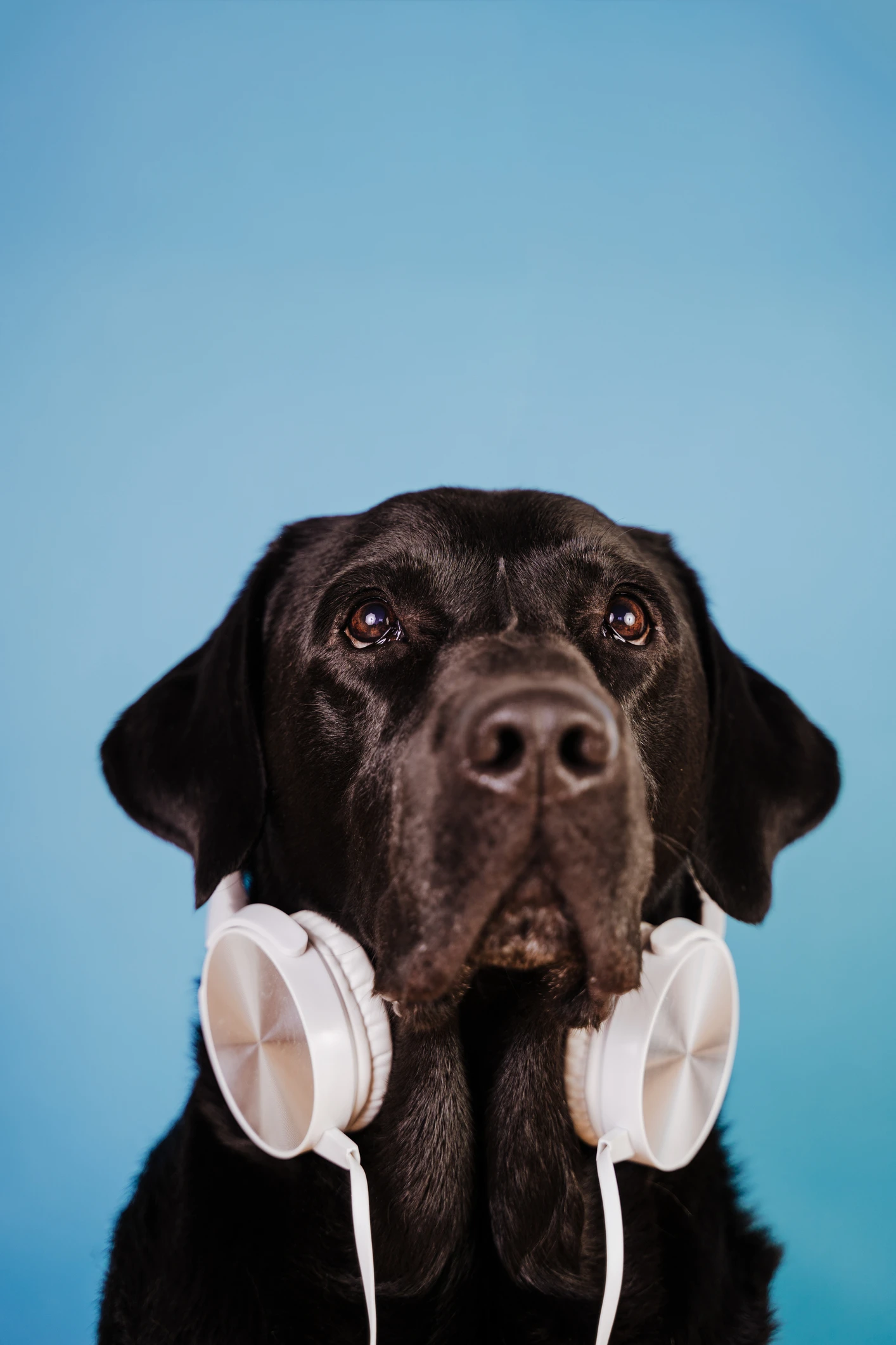 Les encanta: descubre cuál es el tipo de música que prefieren los perros