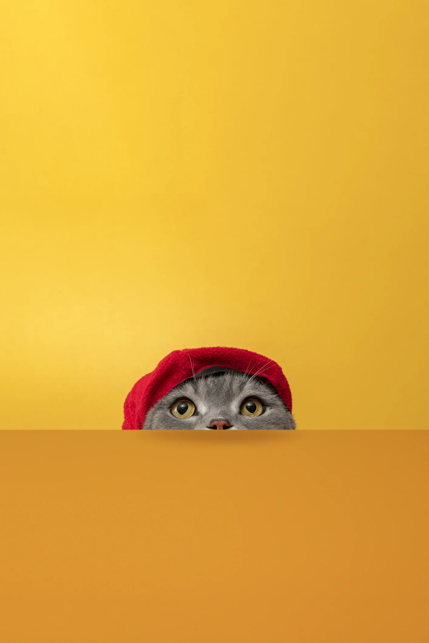 Ce chat « fashionista » fait le buzz sur les réseaux sociaux grâce à ses tenues renversantes