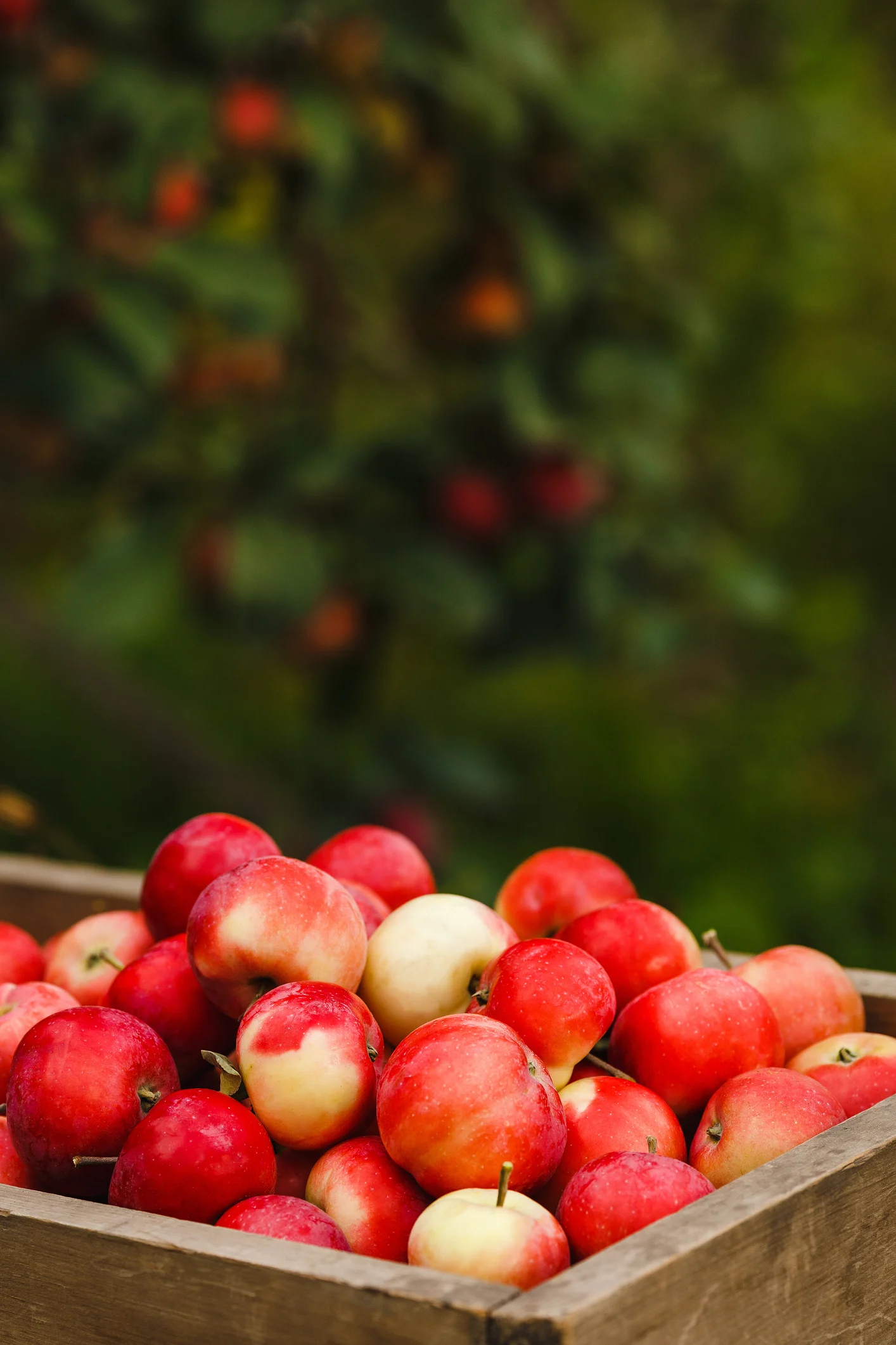 30 sweet and savory apple recipes — from pie to pork
