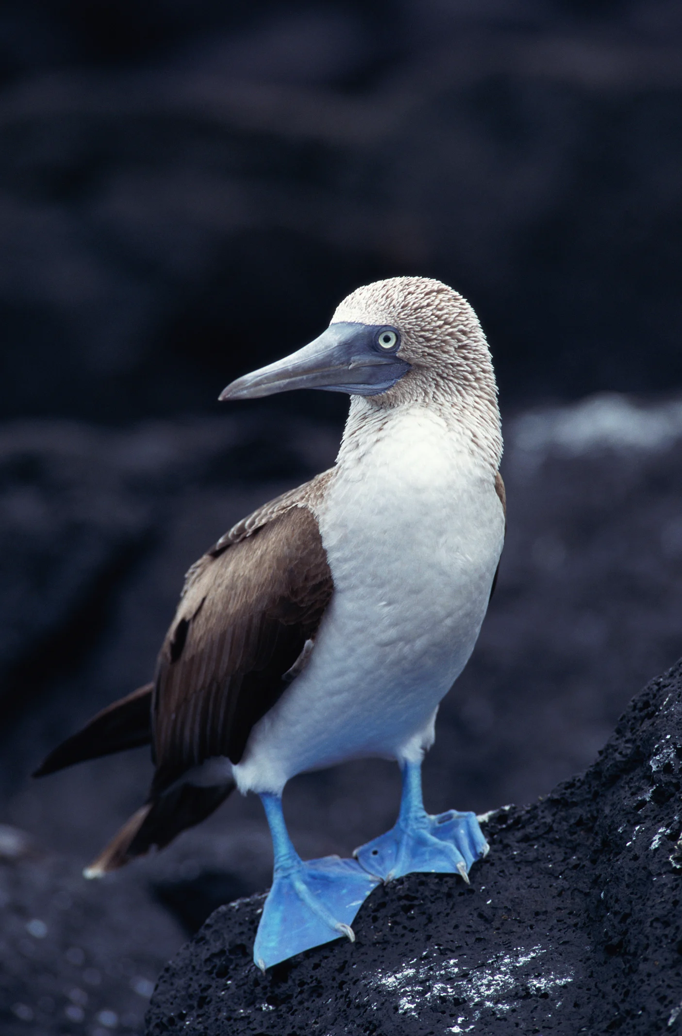 Las mejores fotos de las Islas Galápagos de 2022