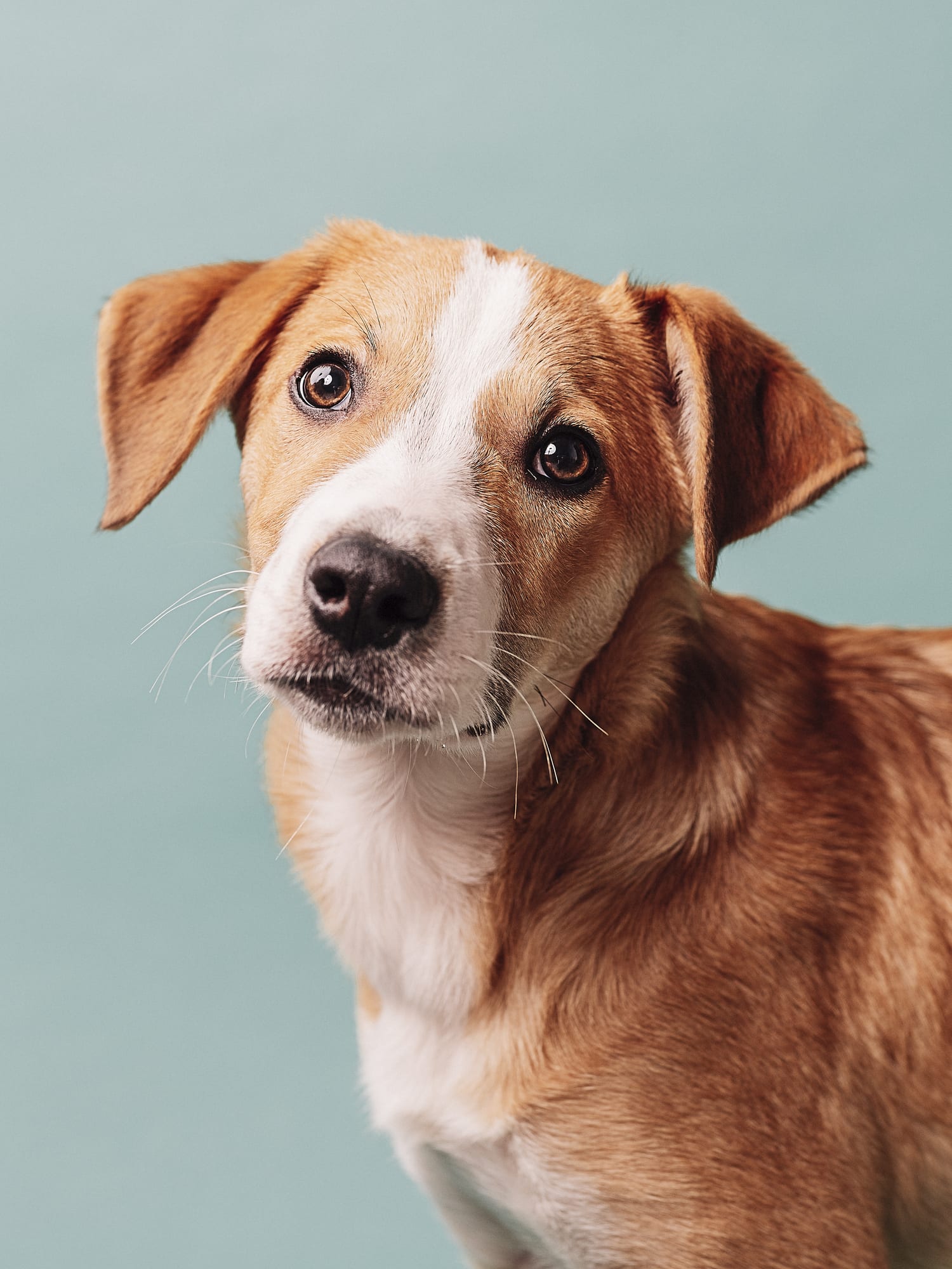 13 Things Your Pet Is Trying to Tell You