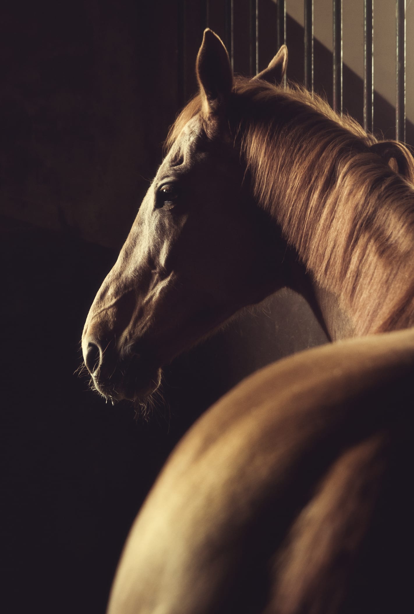 Fascinante: conoce qué anuncian los caballos en los sueños